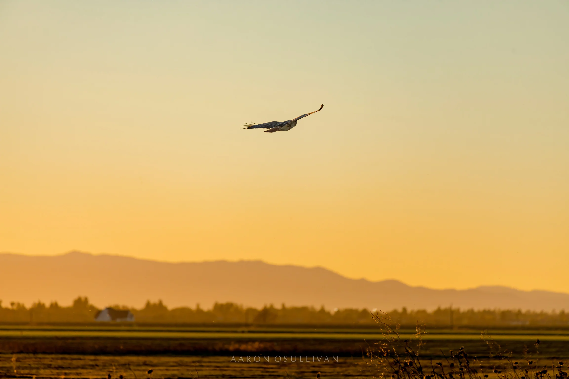 20171205-RED TAILED HAWK SUNSET HR WM6.jpg