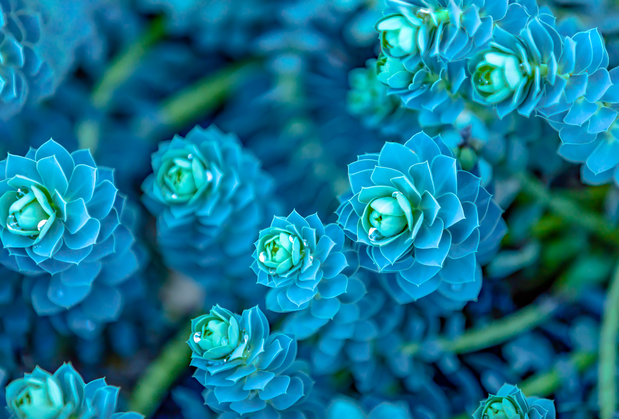 20180119-DAVIS SUCCULENTS HR 4.jpg