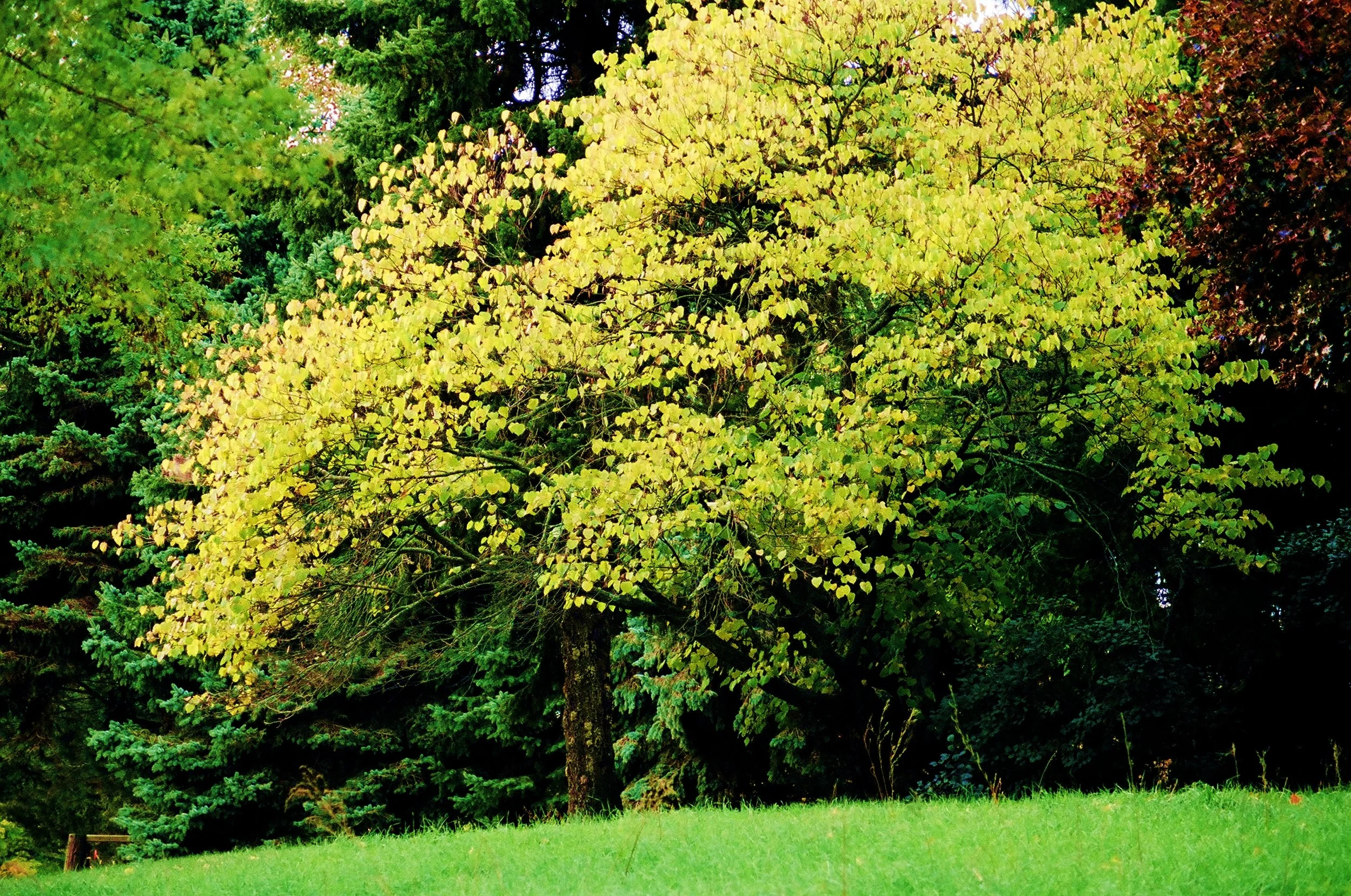 Tree On Hill.jpg