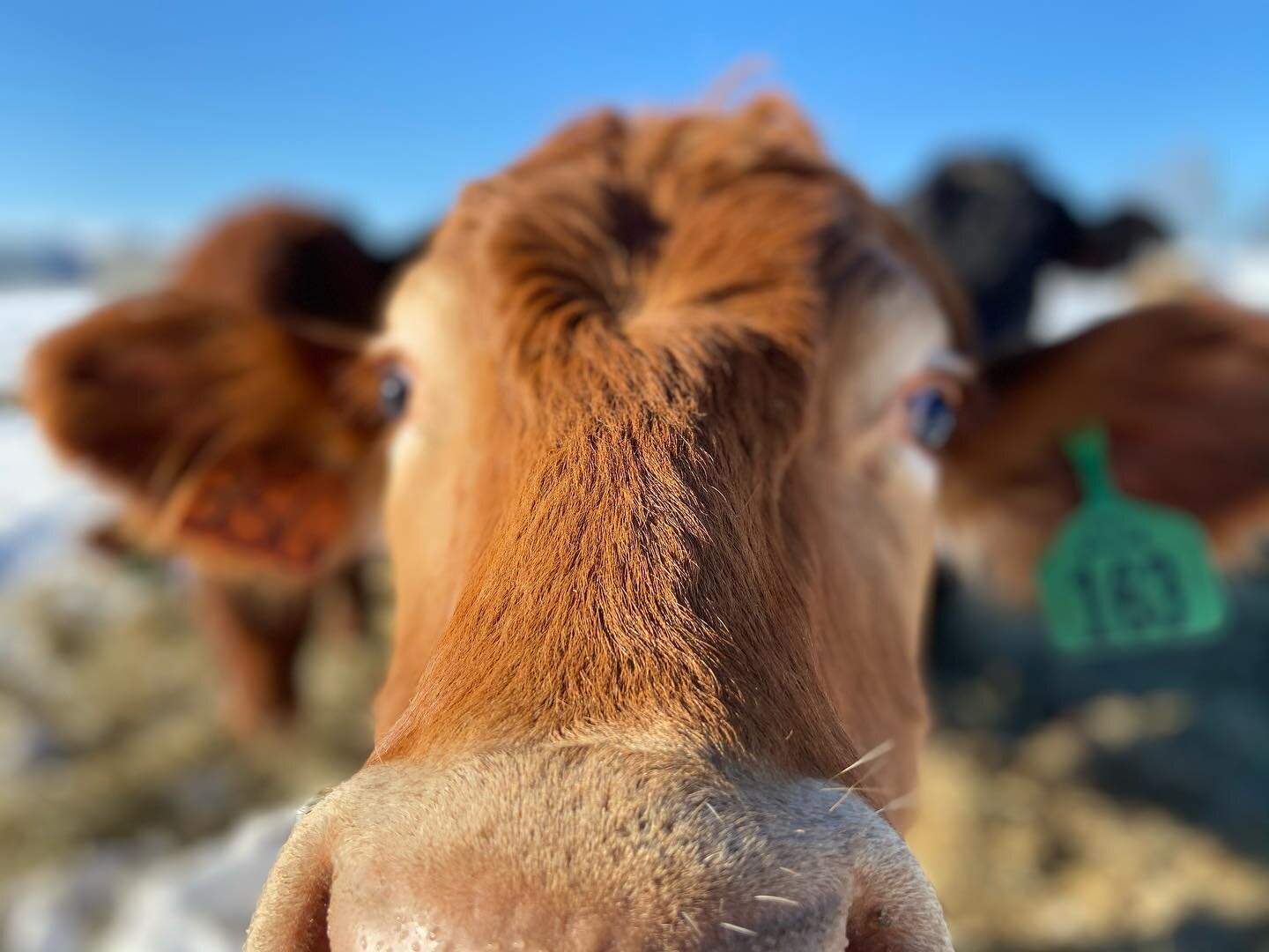 Bale grazing update 
- cows have made winding little highways out to bales. We love that they curve and meander around, you can almost picture the first cow that moseyed over, and all the others just followed along🤣
- We are getting good spread of t