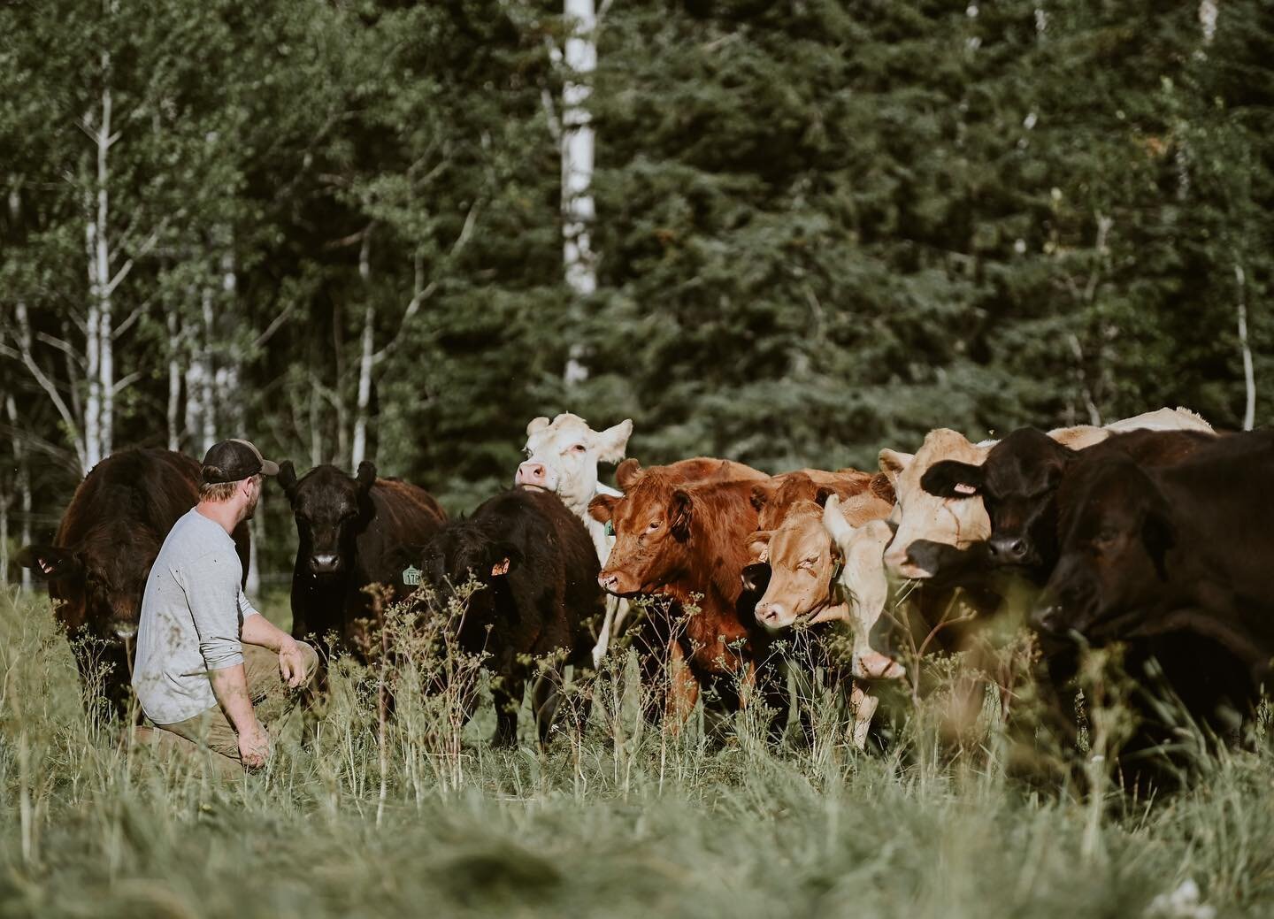 A new year for us means a new upcoming farm season and on that note we wanted to let you know that **sides &amp; whole orders of our grass-fed beef and pastured pork are&nbsp;now available** for reservation for the fall of 2021.
🌱
Meat can be reserv