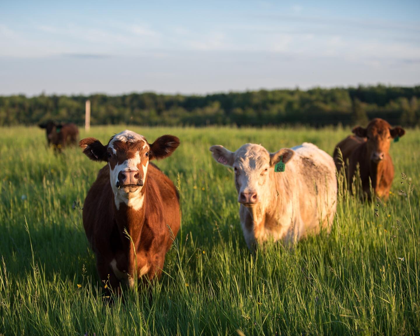 January: The planning month. Researching equipment to make our jobs easier. Ordering seeds to spread in our fields and gardens. Reading, watching and learning about regenerative agriculture, bale grazing and all the techniques we can soak up to impro