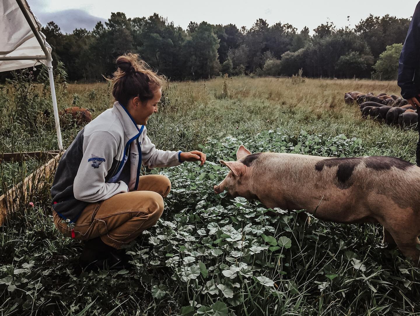 🌱Happy animals. Happy farmers. Happy customers. 🌱
.
.
Pigs grazing and rooting the way they should be! 
.
.
We don&rsquo;t make a habit of naming our animals- but every year we do name the friendliest pig &lsquo;Bubba&rsquo;. This was the original 