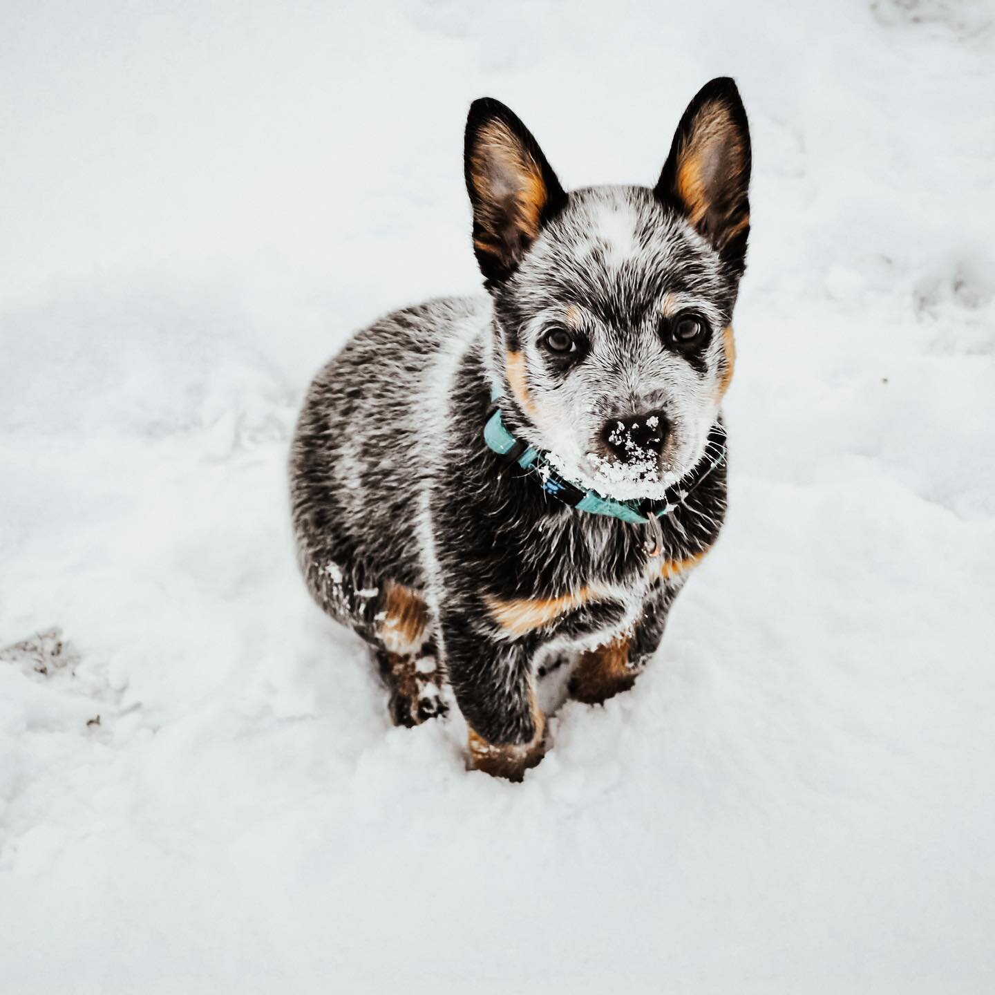 We always get questions about our Australian&nbsp;cattle dog Echo. So we thought he&nbsp;deserved a post (my apologies if this is one of the moments where the owner loves their dog, and no one else really cares)🤣

But if you are interested, or are c