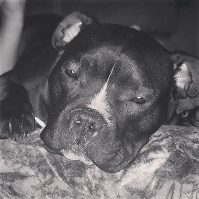 When you can't seem to sleep in on your day off.... 😴 We 🖤 you, sweet little Moose! 🤗😍 #sleepy #PitBullsOfInstagram #AdoptMe