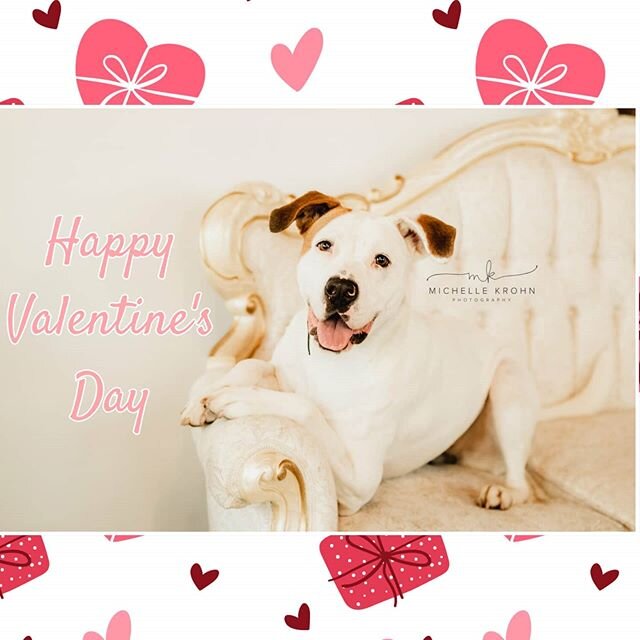 Happy Valentine's Day from the beautiful Margo!💘🌹If you're looking for a pretty pup that LOVES people, LOVES toys, and LOVES to play, Miss Margo might just be your gal! Check out her bio on our website, the link is in our bio!⁣
⁣
📸: @MichelleKrohn