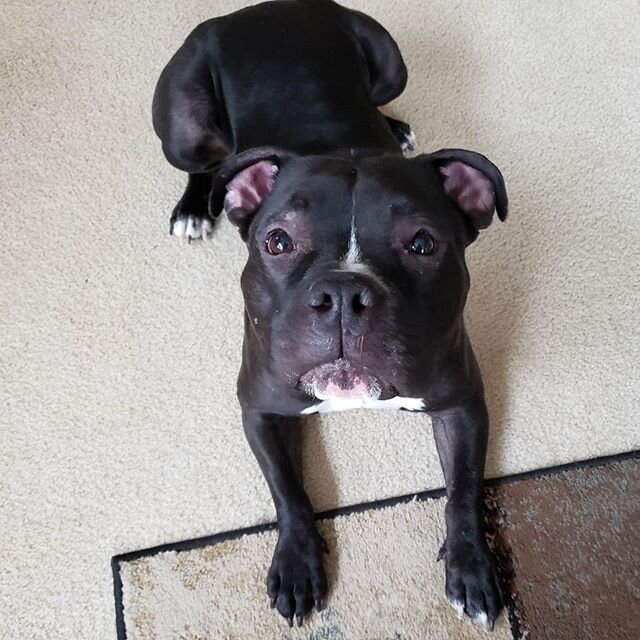 Guess who was the BESTEST boy for his nail trim yesterday? Mr. Moose! This goofy boy rocks his basic commands, is SUPER treat motivated, and loves butt scratches.🍑 Apply to adopt this handsome boy at the link in our bio!⁣
⁣
#4PitsSakeRescue #4PitsSa