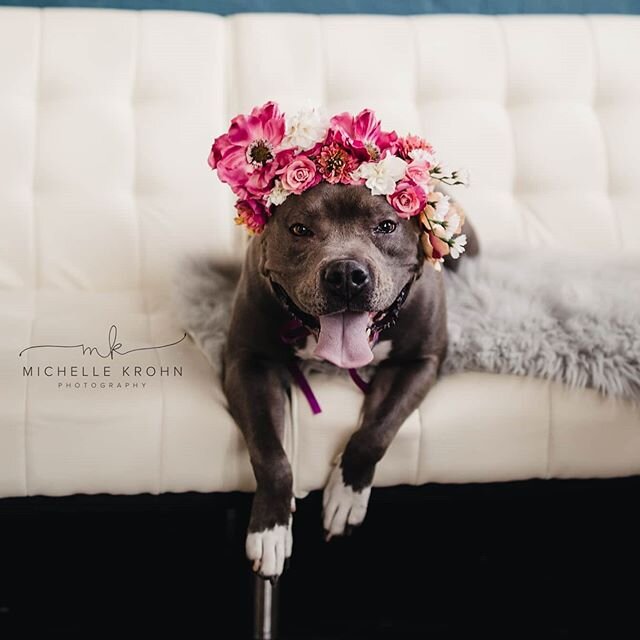 Pretty pretty #pitbull! How is this beautiful girl still in rescue? Tesla is full of spunk! She is a #QUEEN! 👸 Apply on our website to meet this lovely lady. ⁣
⁣
Thank you @michellekrohnphotographymn for these stunning photos! 😘