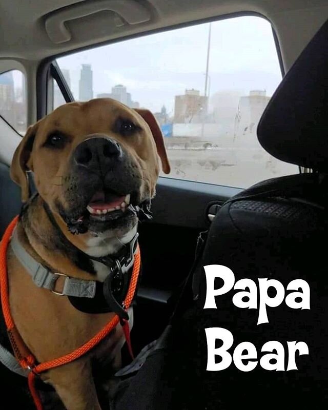 Happy #TeefOutTuesday from Papa Bear.🐻 Our toy-loving boy is looking for his #FureverHome! Check him out on our website linked in our bio.😊⁣
⁣
⁣
⁣
⁣
#4PitsSakeRescue #4PitsSakeMN #4PitsSakePack #RescueRehabilitateRehome #DogsOfInstagram #PitBullsOf
