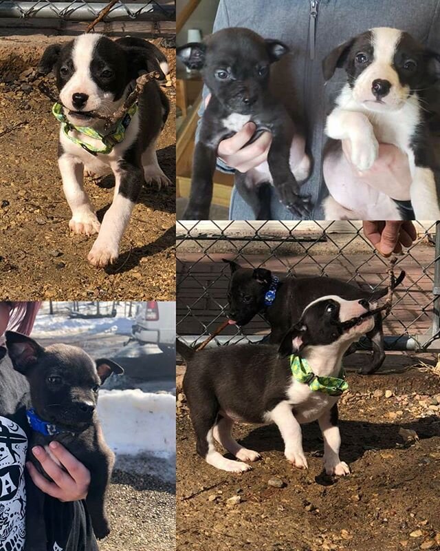 PUPPIES!!!😄⁣
Now that we have your attention, welcome Lucky (black&amp;white) and Clover (mostly black) to 4 Pits Sake!🍀 These adorable little girls will be available for adoption once their vetting is complete.💜⁣
⁣
⁣
⁣
⁣
⁣
#4PitsSakeRescue #4Pits
