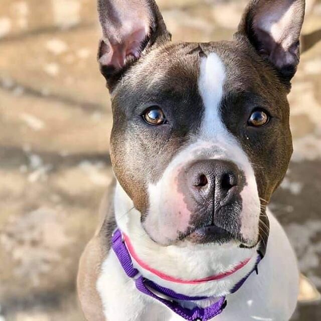 Questar is currently in a local shelter, and we really would like to pull her into rescue with a loving foster home! She is approximately 1.5 years old and has done well in playgroups with other doggos (cats are unknown). Contact us if you're willing