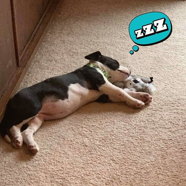 Lucky thinks quarantine is boring.😴⁣
What are you and your pups doing to pass the time?!⏱⁣
This little lady is still looking for a furever home, apply to adopt Lucky on our website linked in our bio!🐾⁣
⁣
⁣
⁣
⁣
#4PitsSakeRescue #4PitsSakeMN #4PitsSa