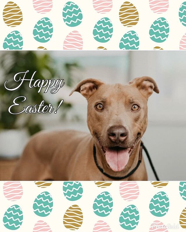 Happy Easter from our stunning guy, Jax!🐰 This mellow 4-year-old is searching for his forever home.🏡 His wish list is pretty simple: walks, movie nights, pets, and sunny naps.☀️ That's all he asks! Apply to adopt this sweet boy at our website linke