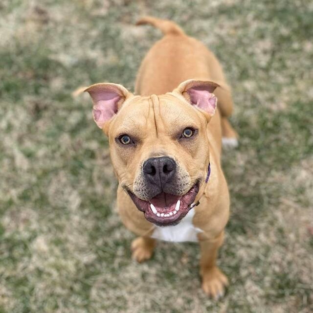 Check out the #newgirl! This is #MissPiggy 🐷 and she loves absolutely everything! She is super sweet and only 8 months old. What do you think of that smile?!