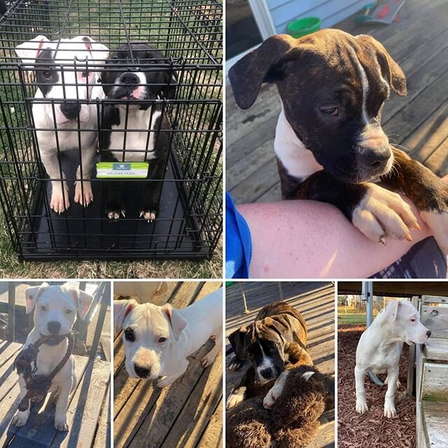 We took in 7 #puppies yesterday! Who has #puppyfever?! 🤗 #puppiesofinstagram
