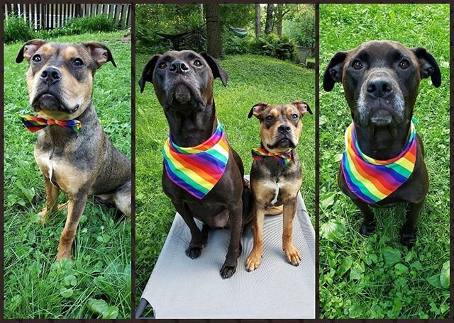 🌈H A P P Y 🏳️&zwj;🌈 P R I D E 🏳️&zwj;🌈 M O N T H!🌈⁣
❤🧡💛💚💙💜💙💚💛🧡❤⁣
Sending love from our 4PSR alumni @2WagginBullyButts to all of our LGBT friends!❤⁣
⁣
⁣
⁣
⁣
#4PitsSakeRescue #4PitsSakeMN #4PitsSakePack #RescueRehabilitateRehome #DogsOfI