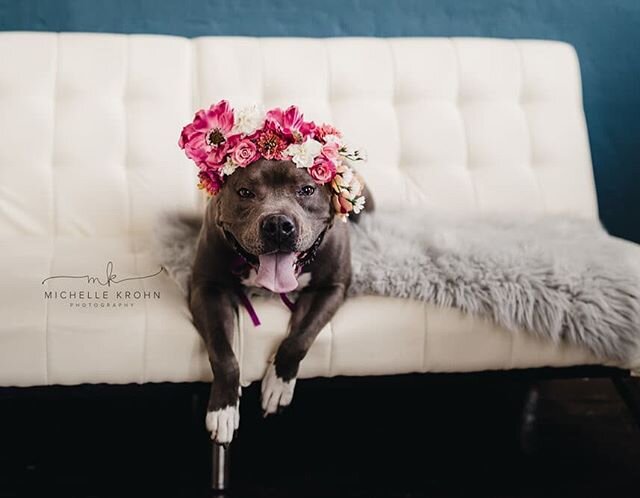 Though most festivals are cancelled this year, Tesla believes there's never a bad time for a flower crown!🌼🌸⁣
⁣
This queen has been searching for a castle of her own for quite some time.👑 Tesla needs a home with no kitties, and an owner experience
