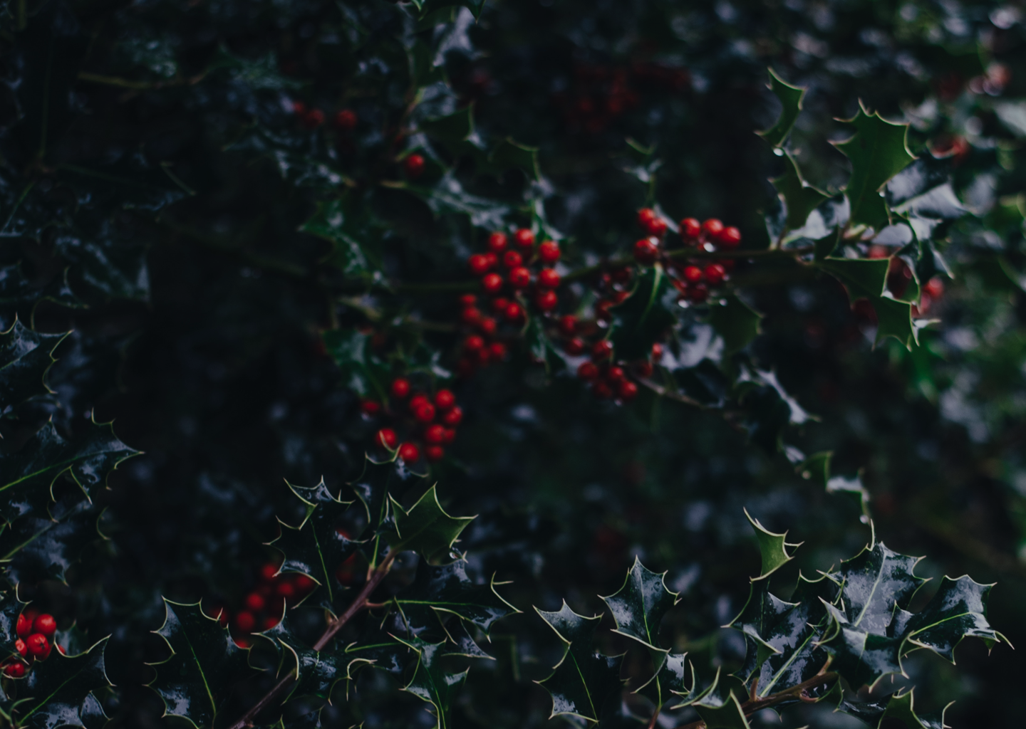 tree-guide-bg-dark.png