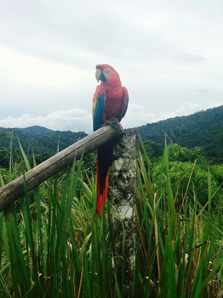 macaw parrot in Manu // guacamayo de Manu