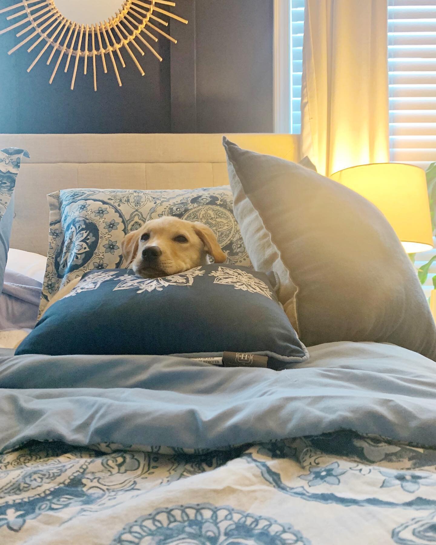 That Monday mood&hellip; 💤 I feel ya Nova girl.