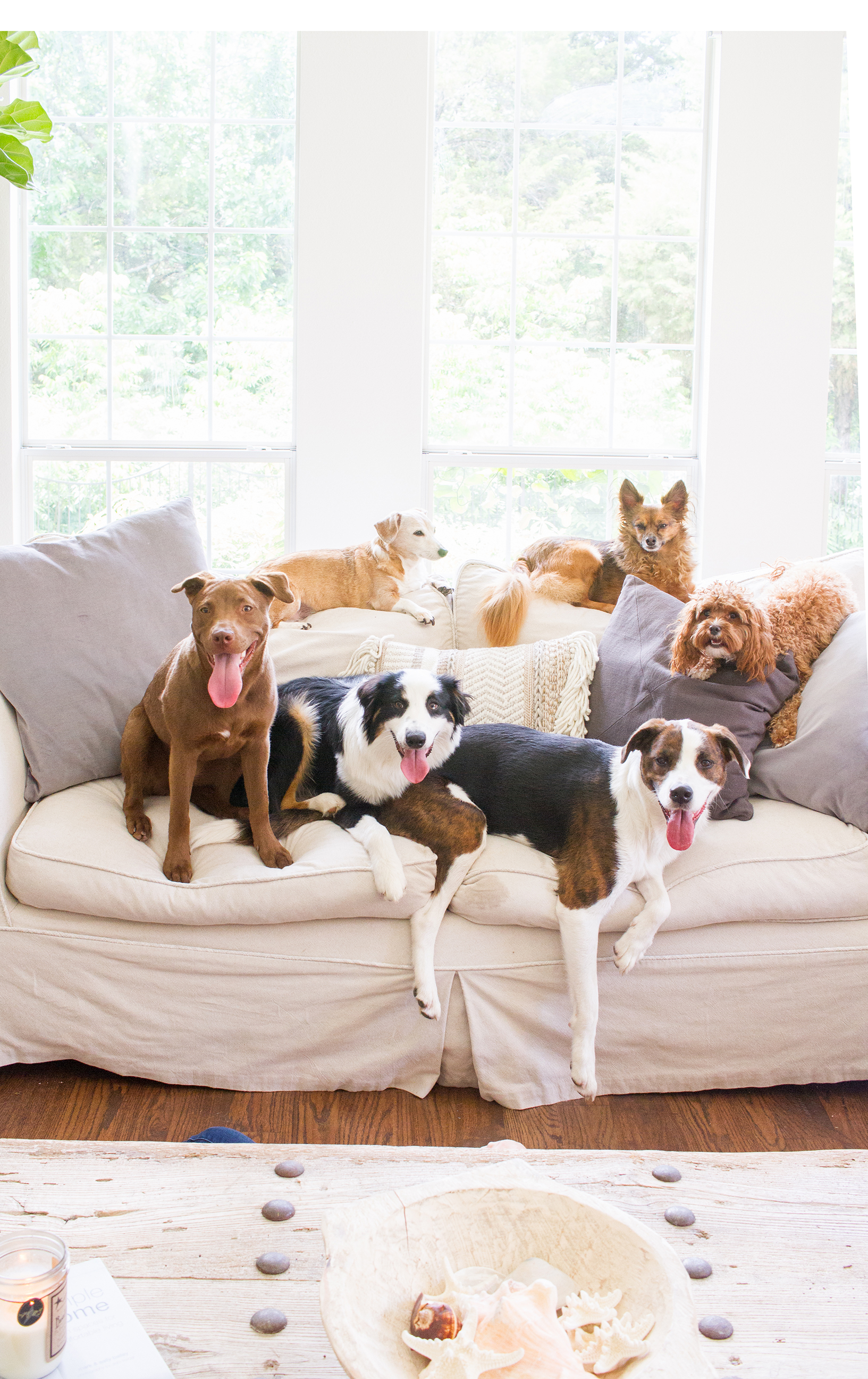 Dogs and Decor - Pet Friendly Design