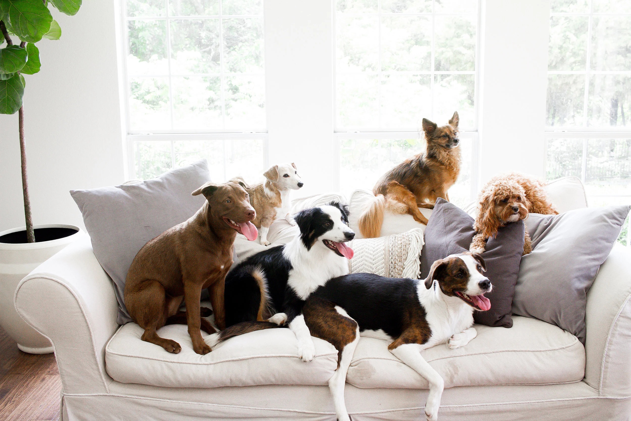 dog proof furniture