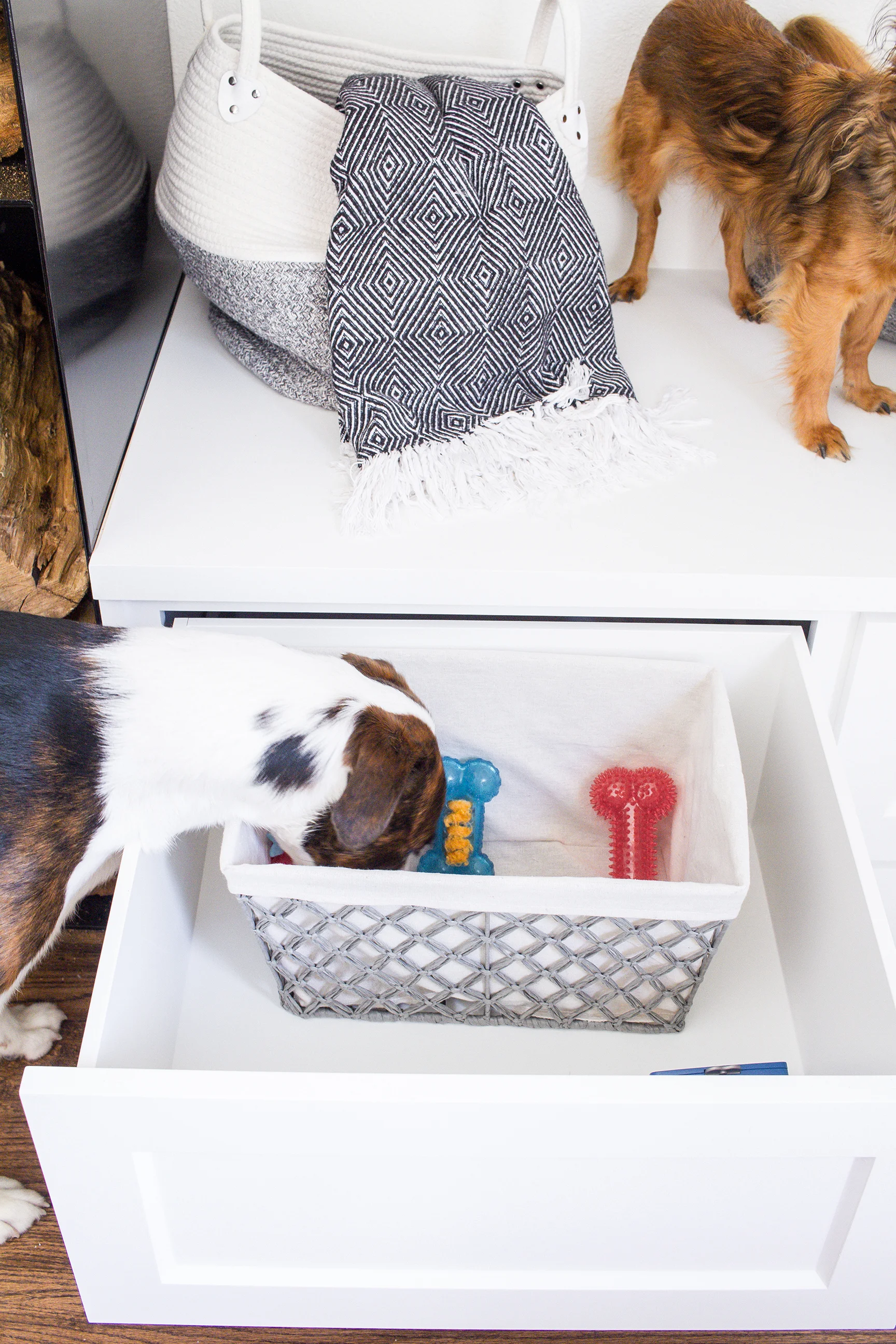 Dogs and Decor 11.jpg