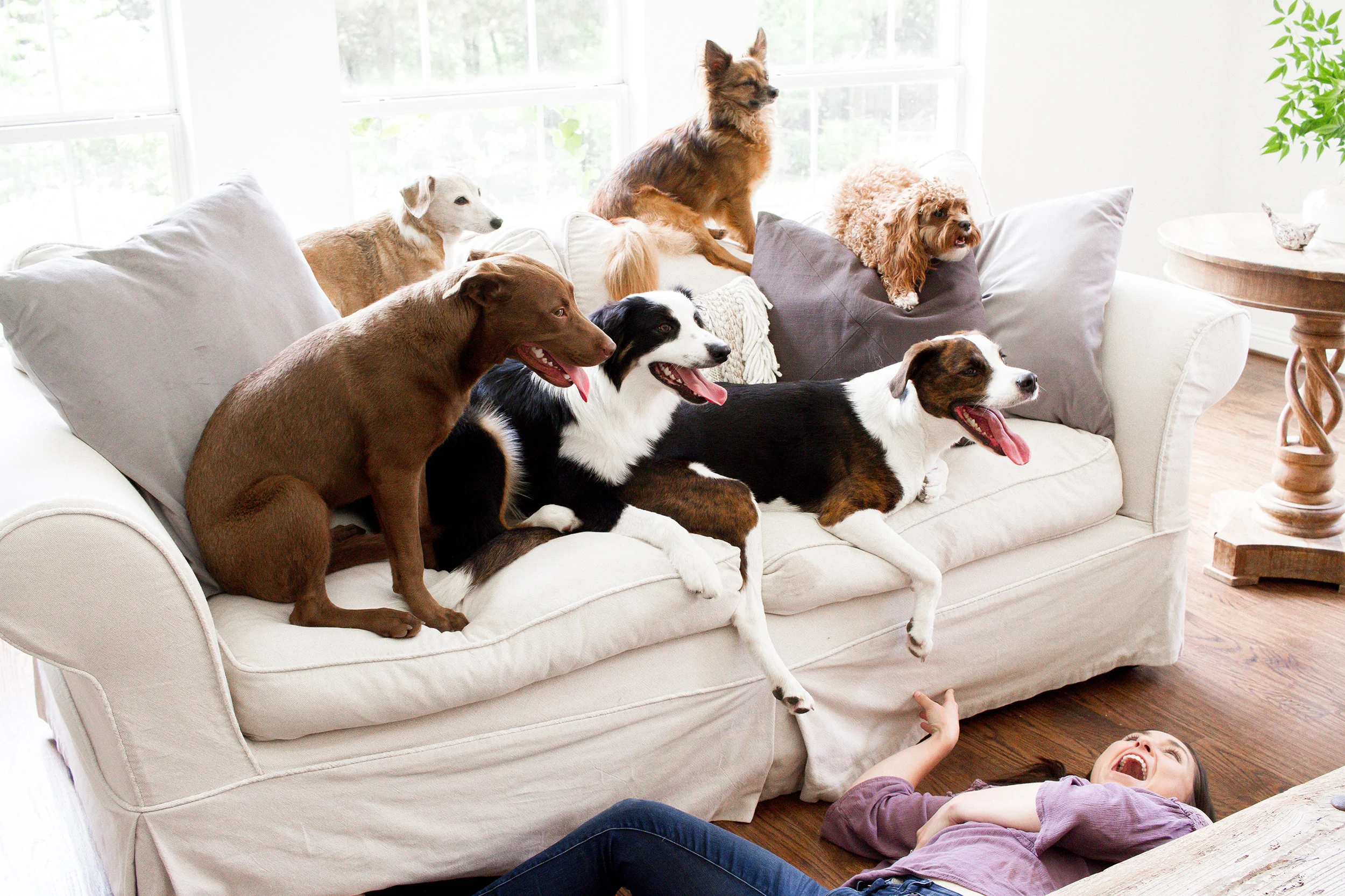 Dogs and Decor 14.jpg