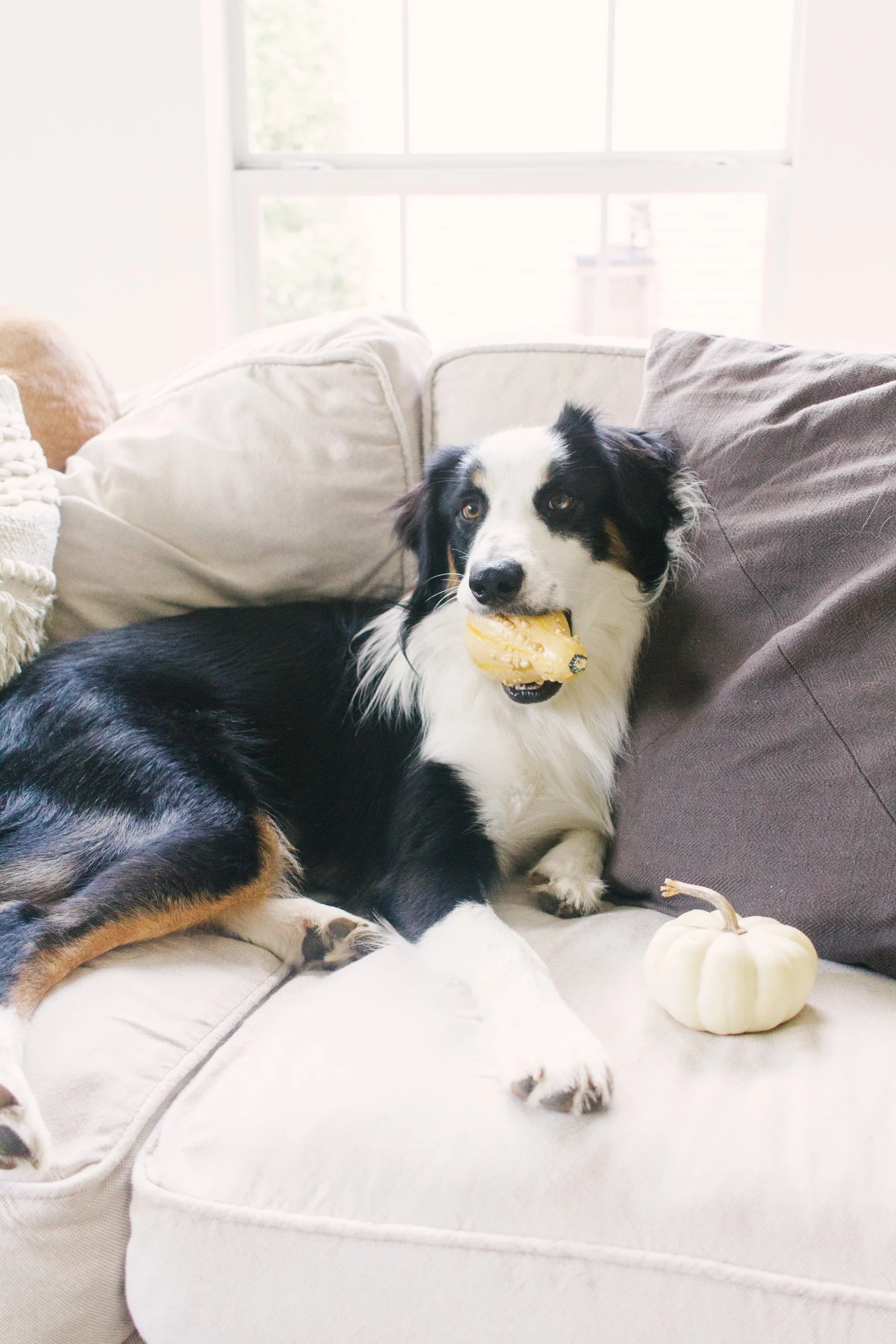 Farmhouse Fall Decor - Living Room - Dogs and Decor - Farmhouse Living.jpg