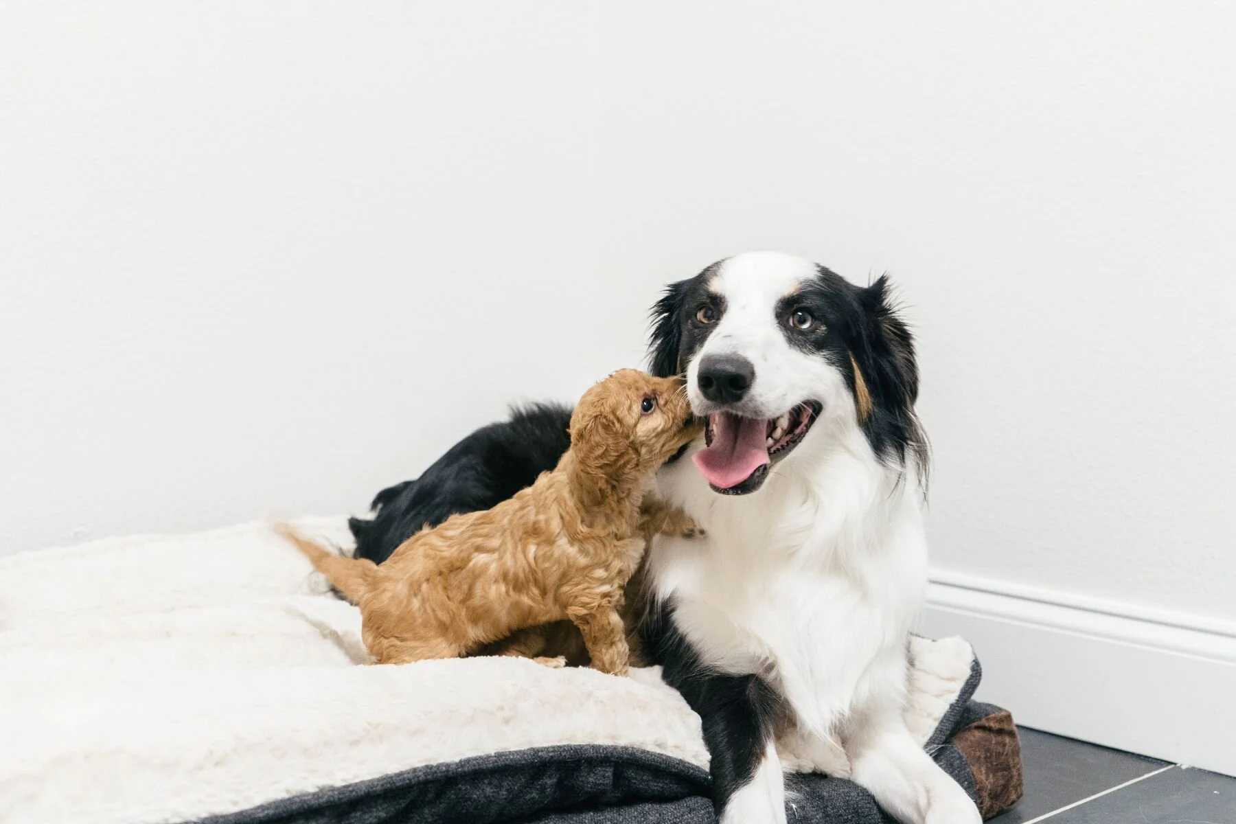 PUPPIES MUDROOM-02273.jpg