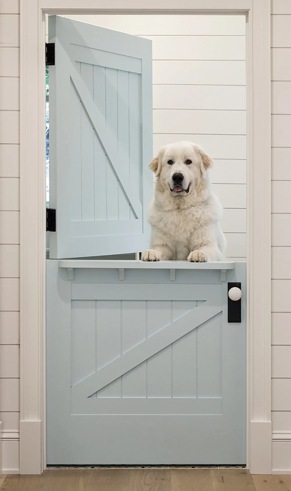 Dogs and Design.jpg