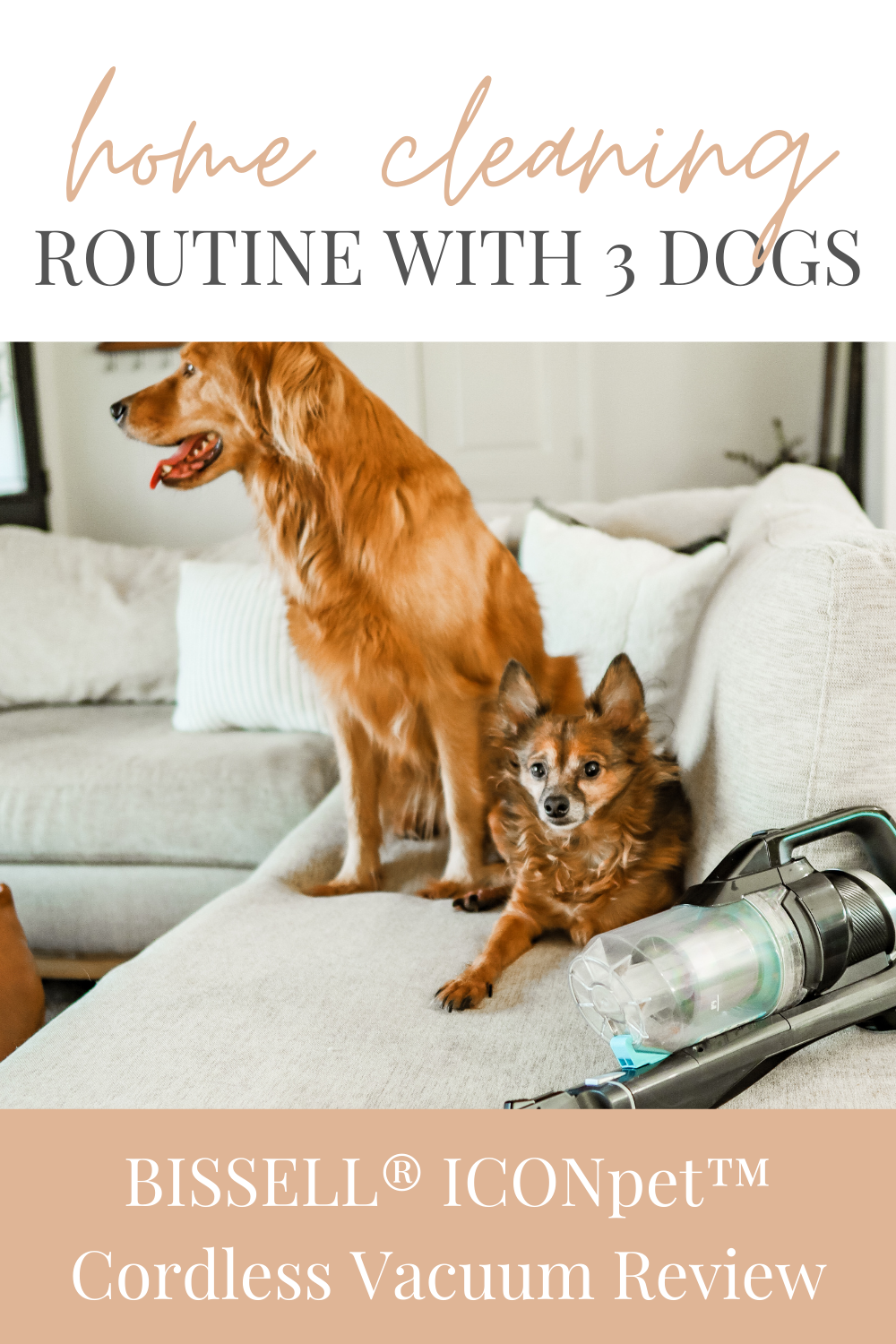 How Can I Keep My Dog Clean In The Couch