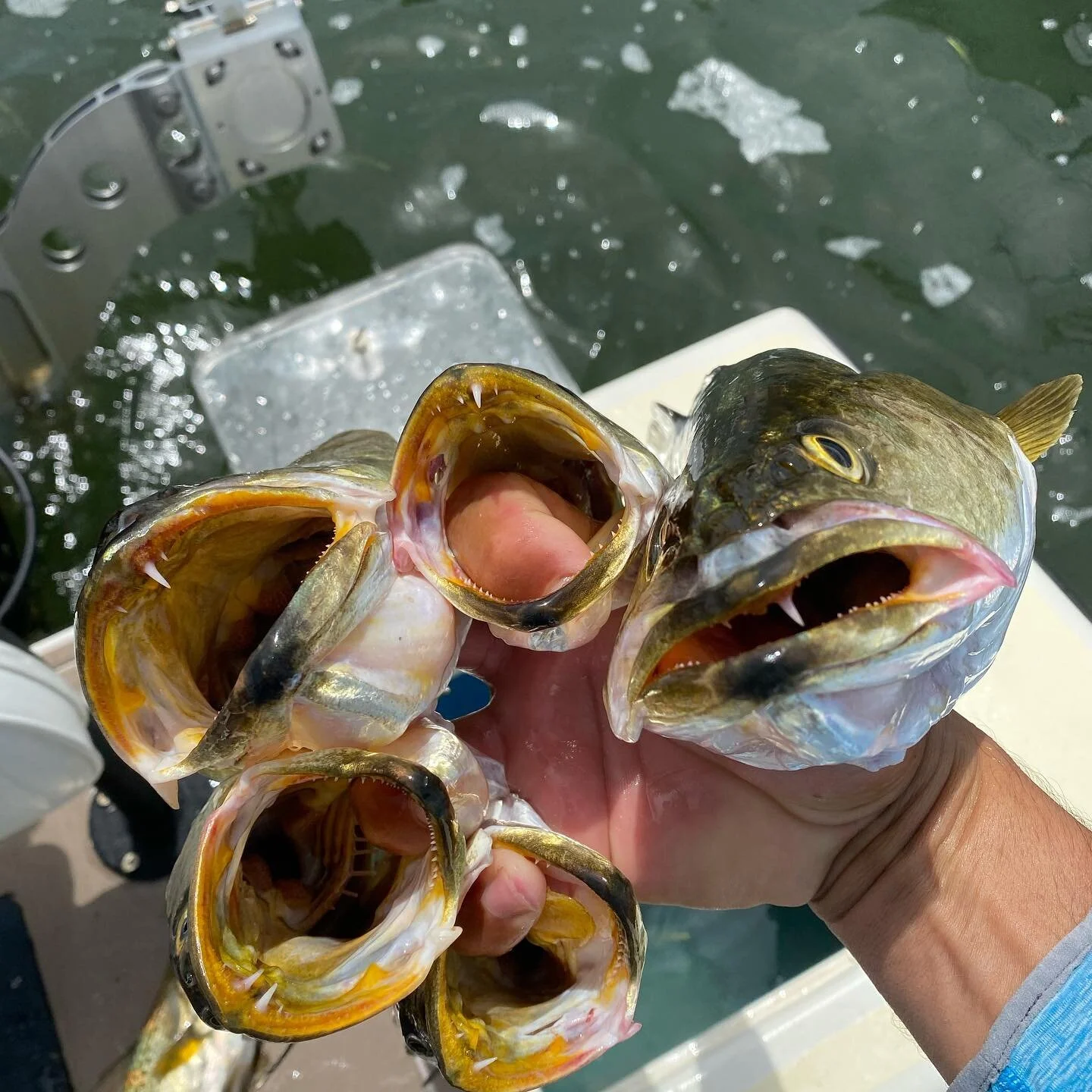 The five finger discount! Come get yours while supplies last. #swflfishing #pineislandsound #sanibel #captiva #seatrout #crowderrods #minnkotamotors #humminbirdfishing #mycaptivafishingguide