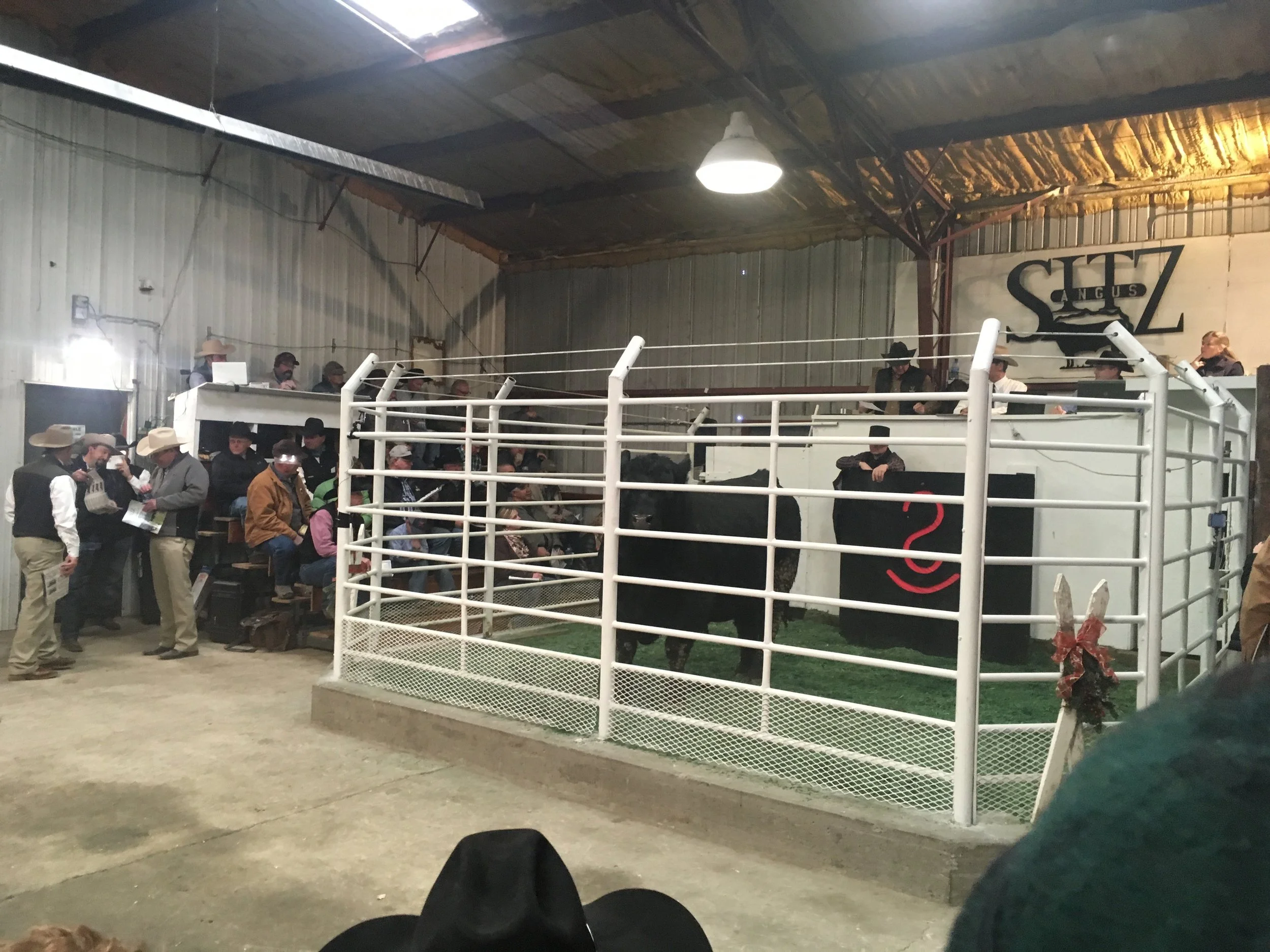 The first bull of the sale.