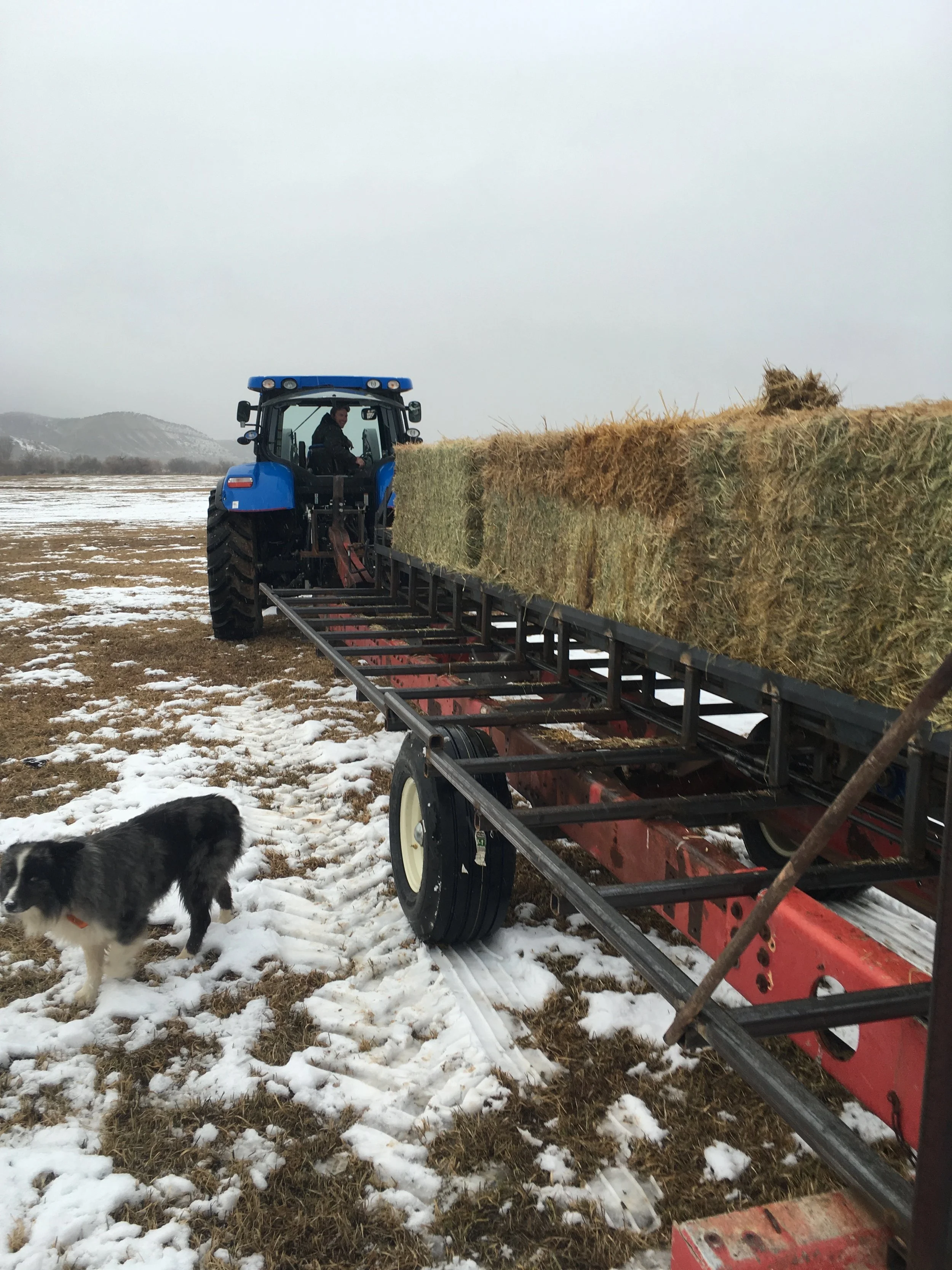 My brother trying out the new hay feeder. 12/16/17