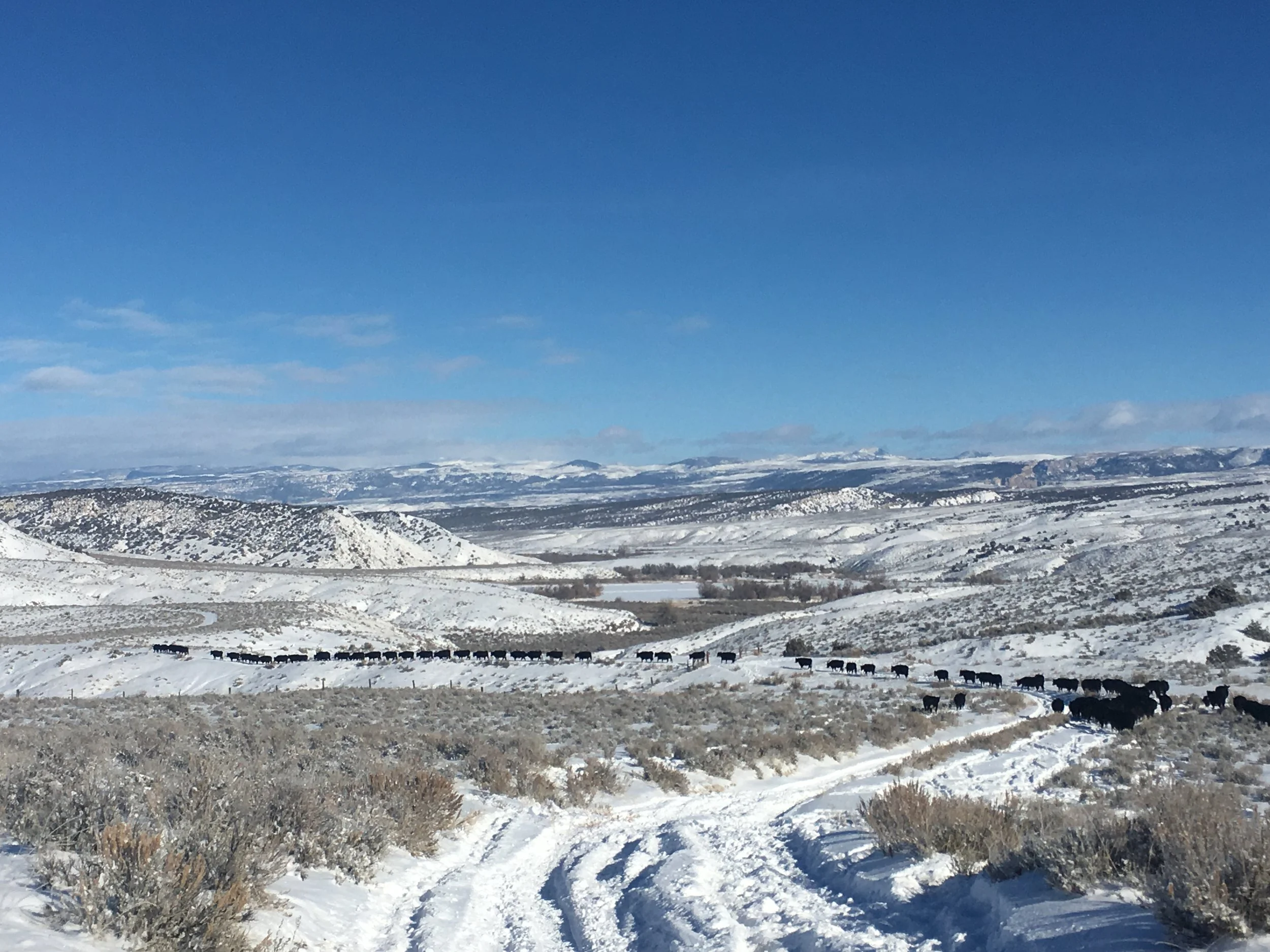 The Snowy Road Home