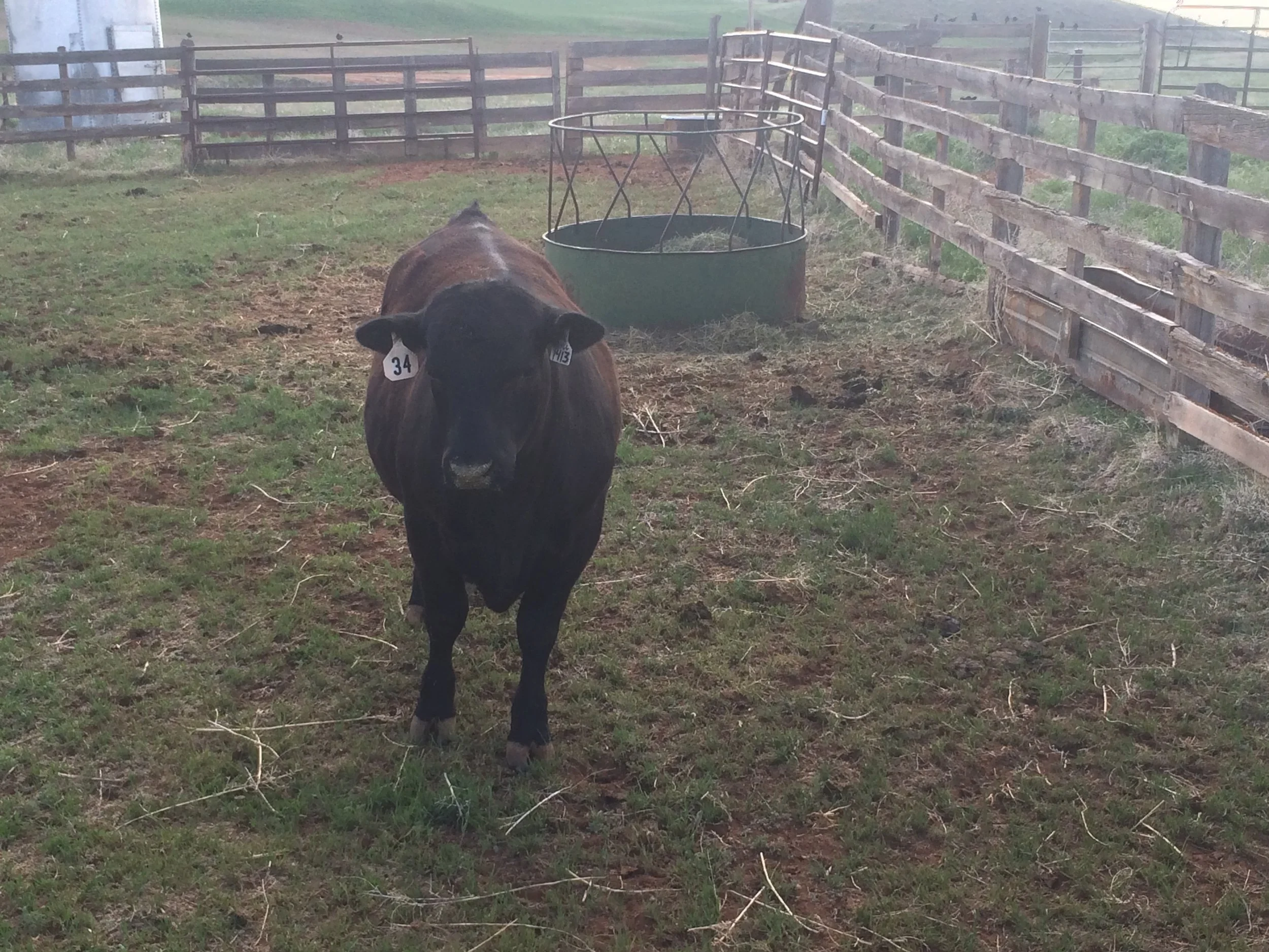 Here he is, shortly after he was purchased. You may notice the photo is taken from the top of the fence.