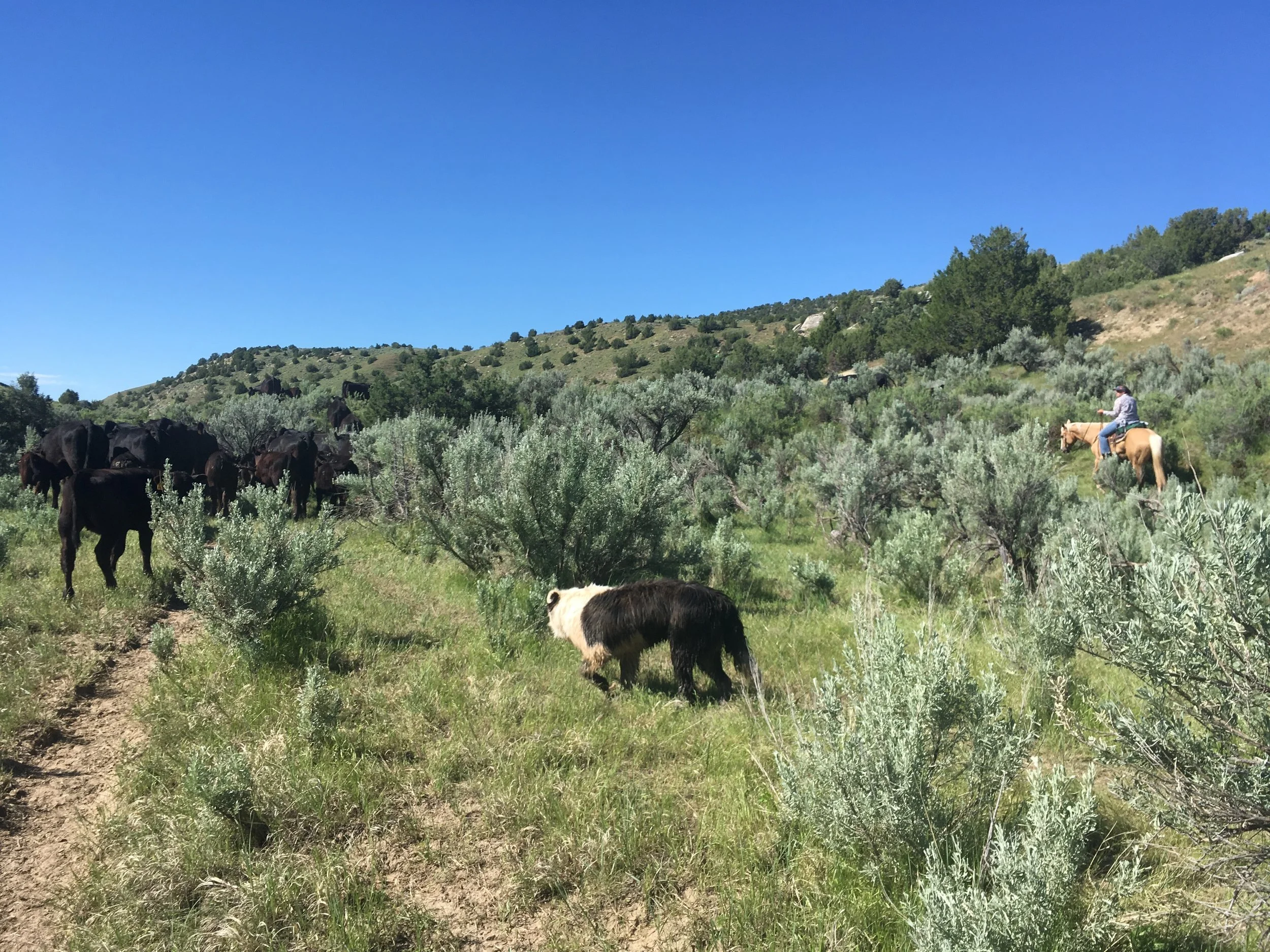 On the trail! Jekyll keeps the cows moving forward in this shot.