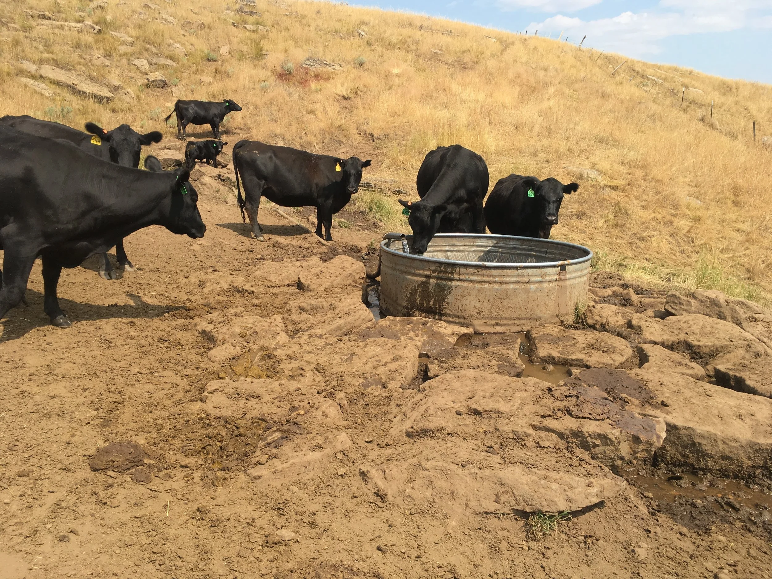 Thinking About Drinking