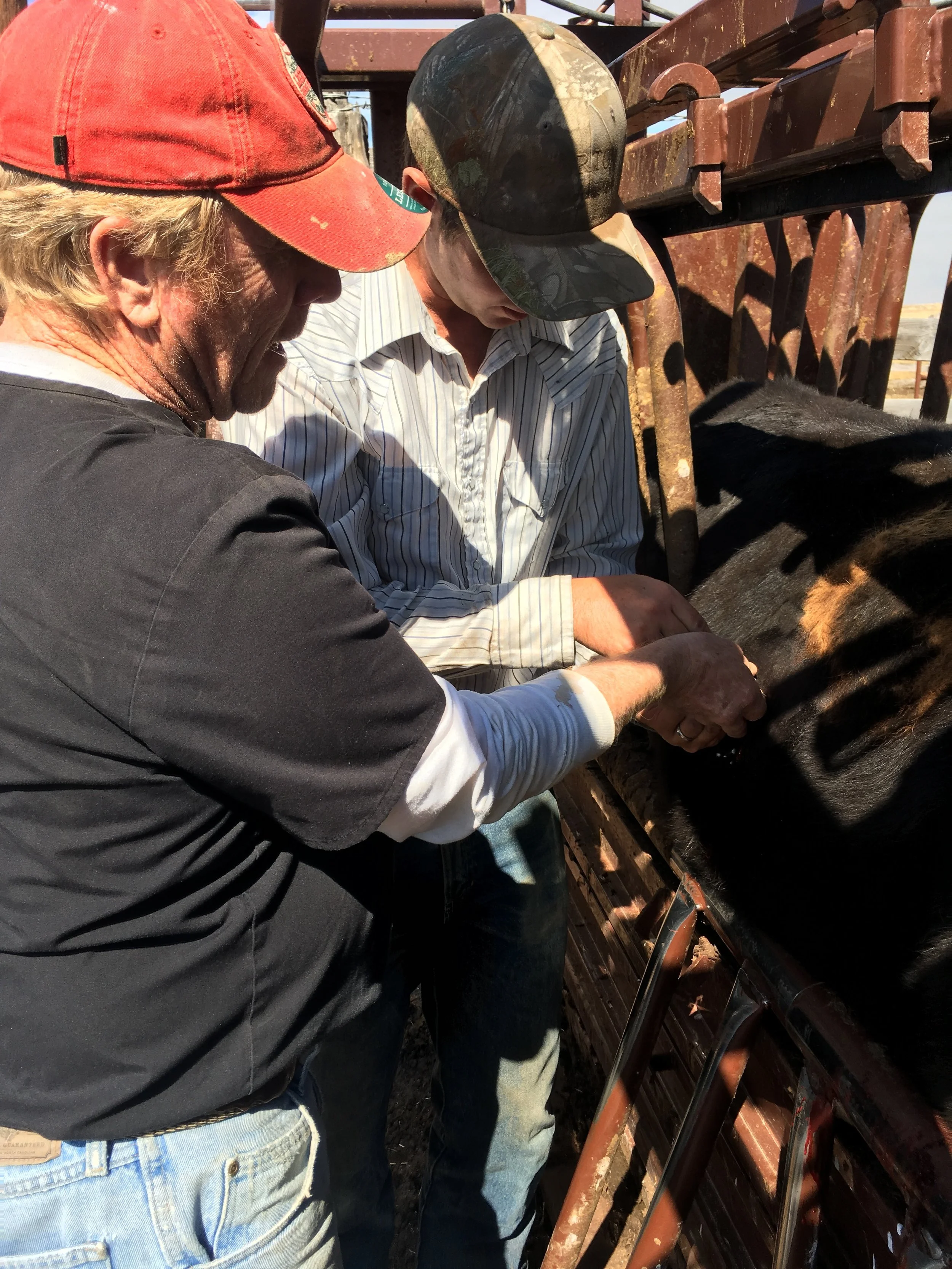 Our veterinarian trying to show me how to take a liver biopsy.