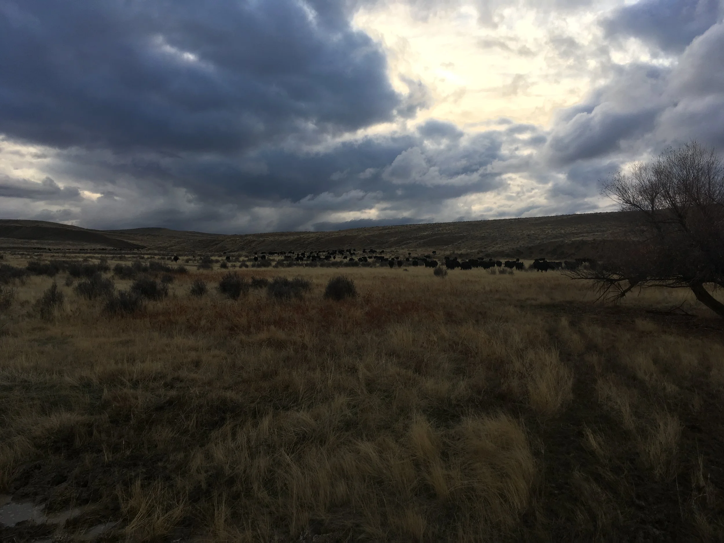 After the cows were sorted and taken to their pastures on Tuesday