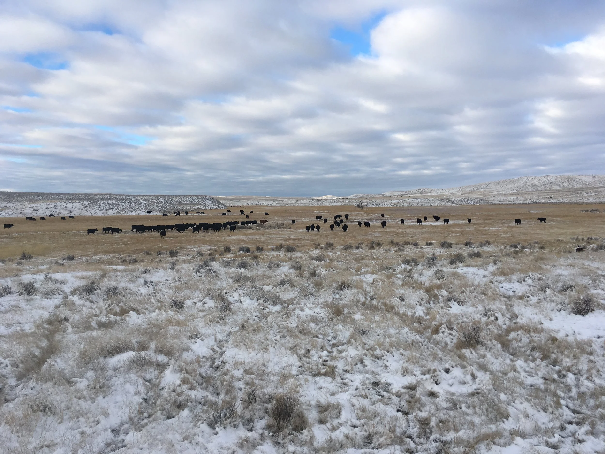 Gathering them to go out to the badlands Wednesday morning.