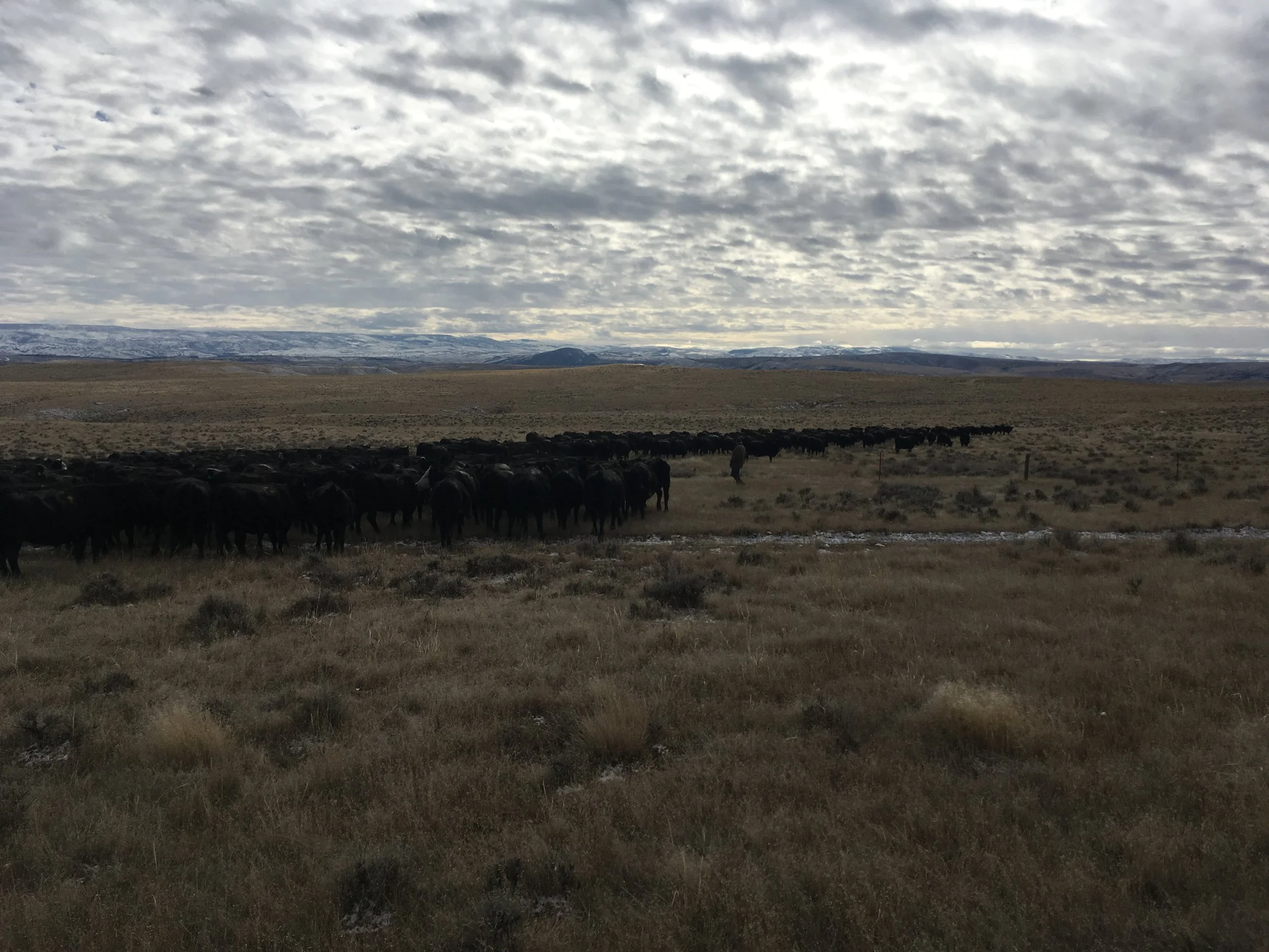 Turning them through the gate into the winter pasture on Wednesday.