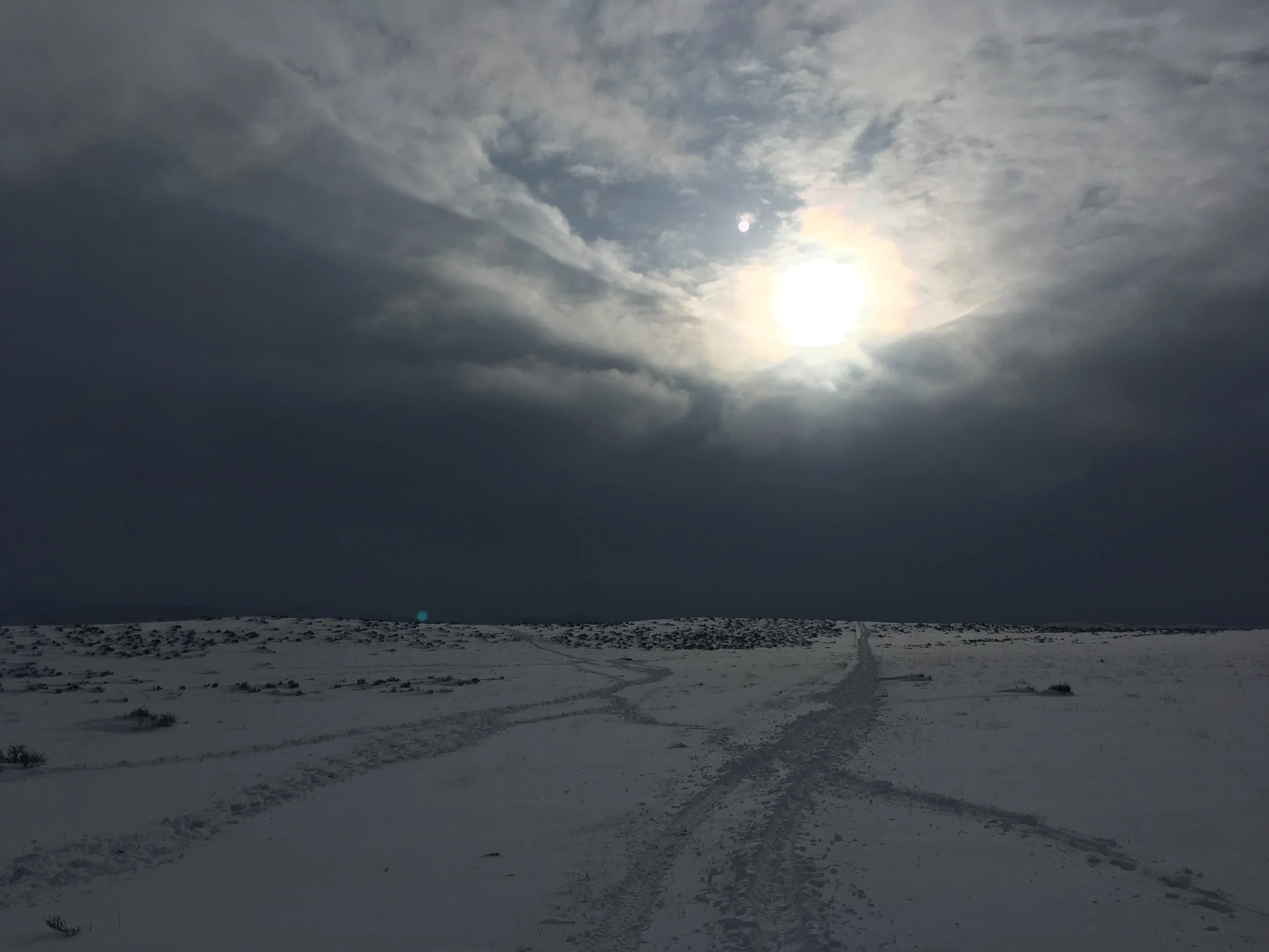 Cow Work in the New Year