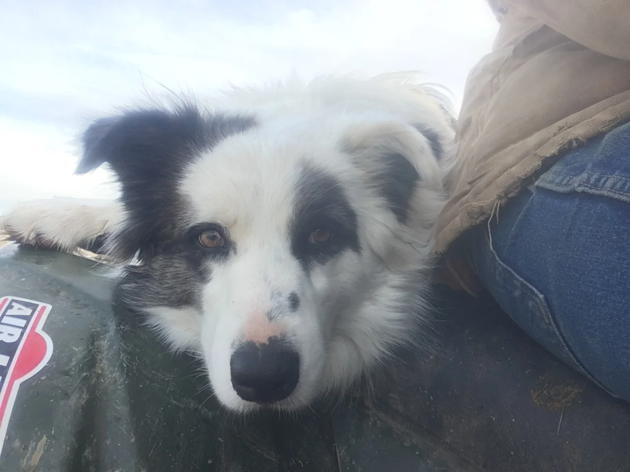 The Cows Have Come Home to Eat