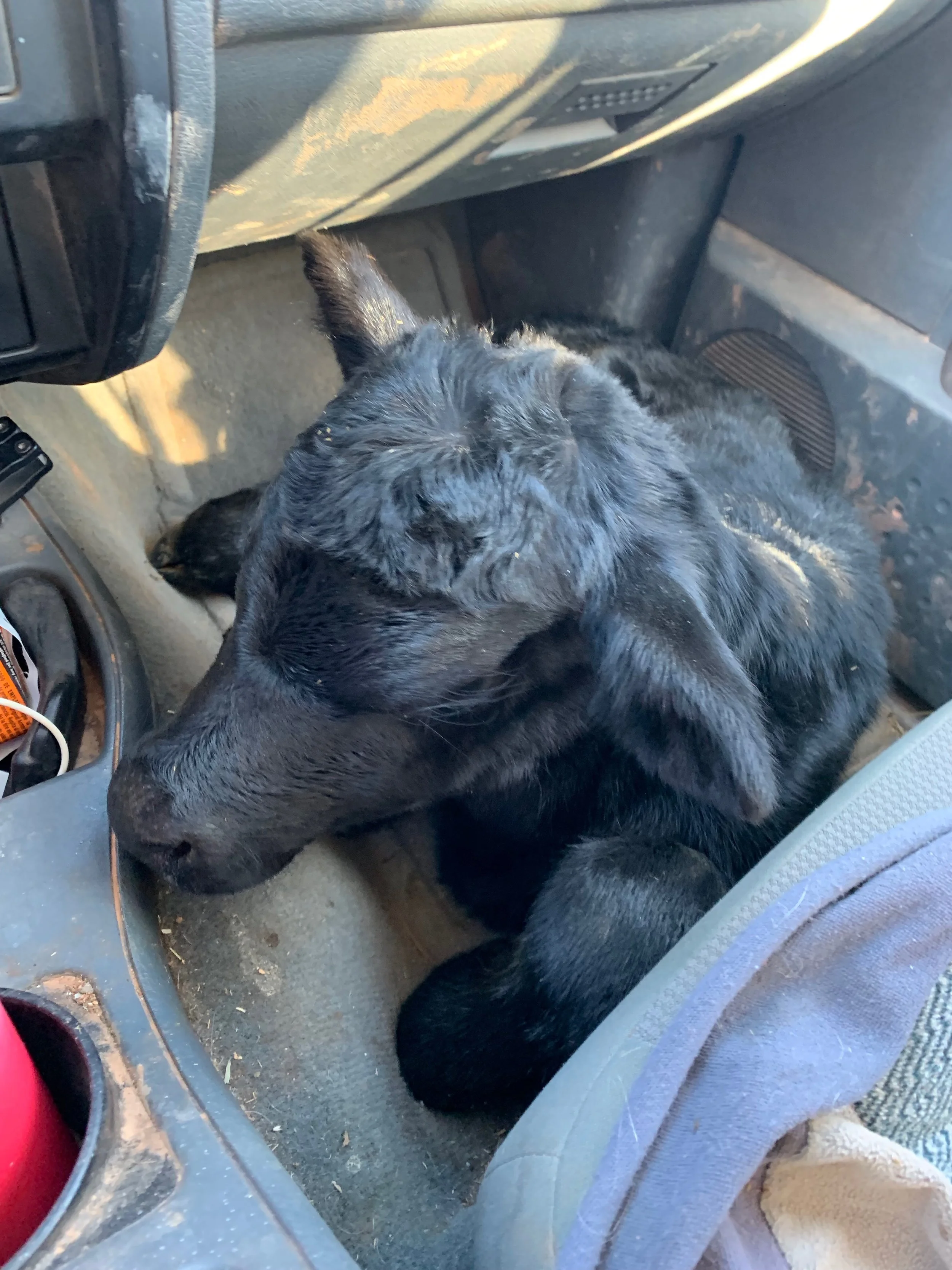 Good thing she isn’t bigger or she wouldn’t have fit in the floor board.