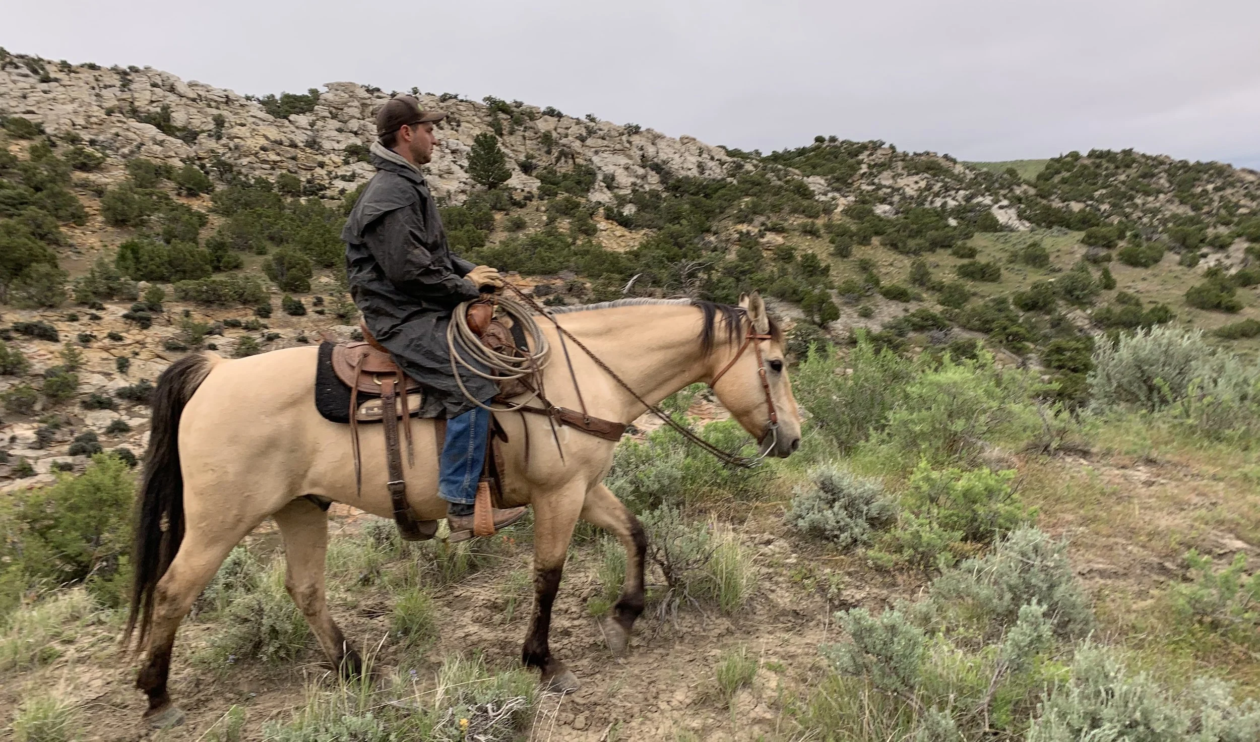 Some Things About Cows