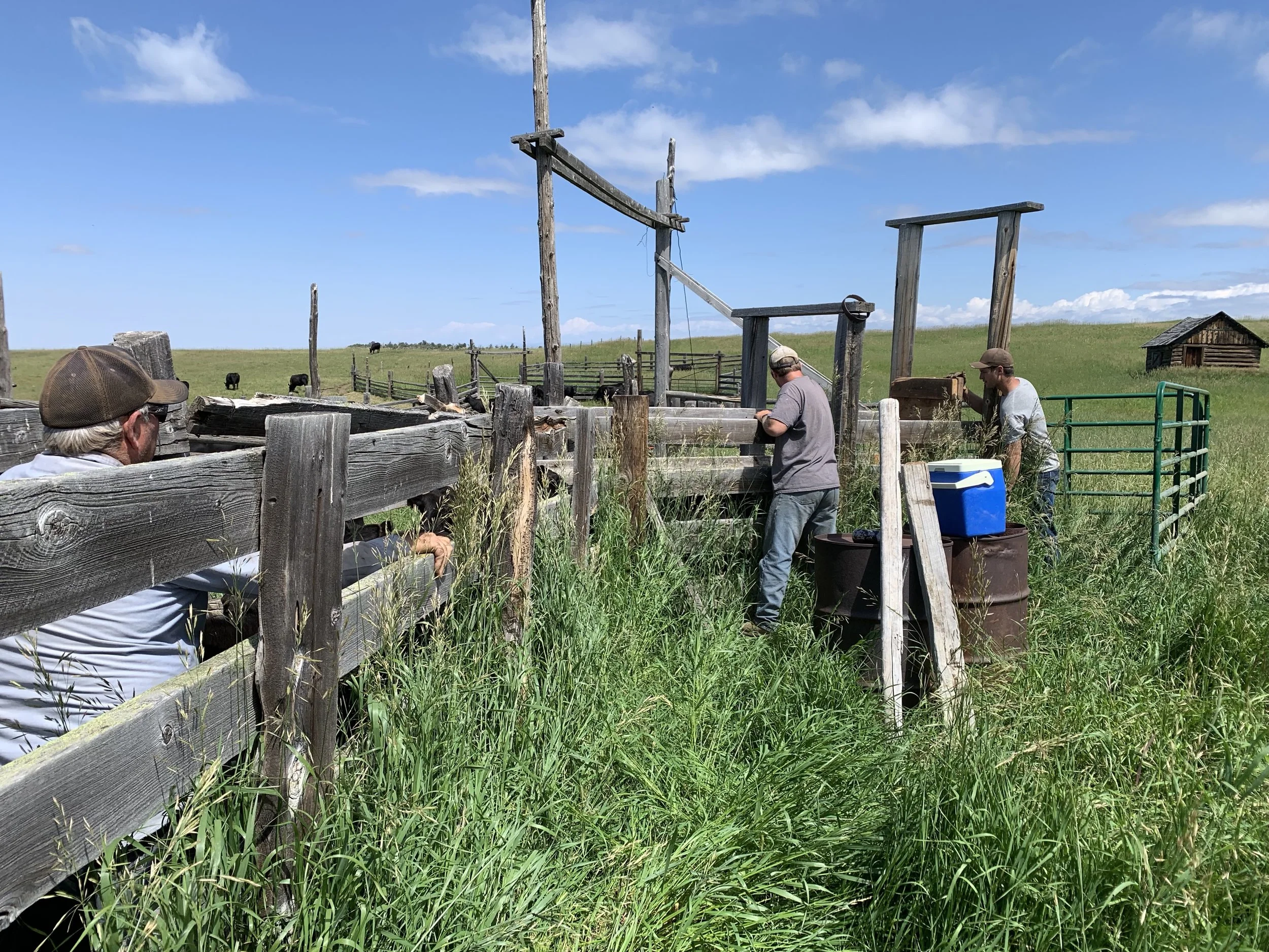 Brandon, Daniel and Vernon getting the calves vaccinated.