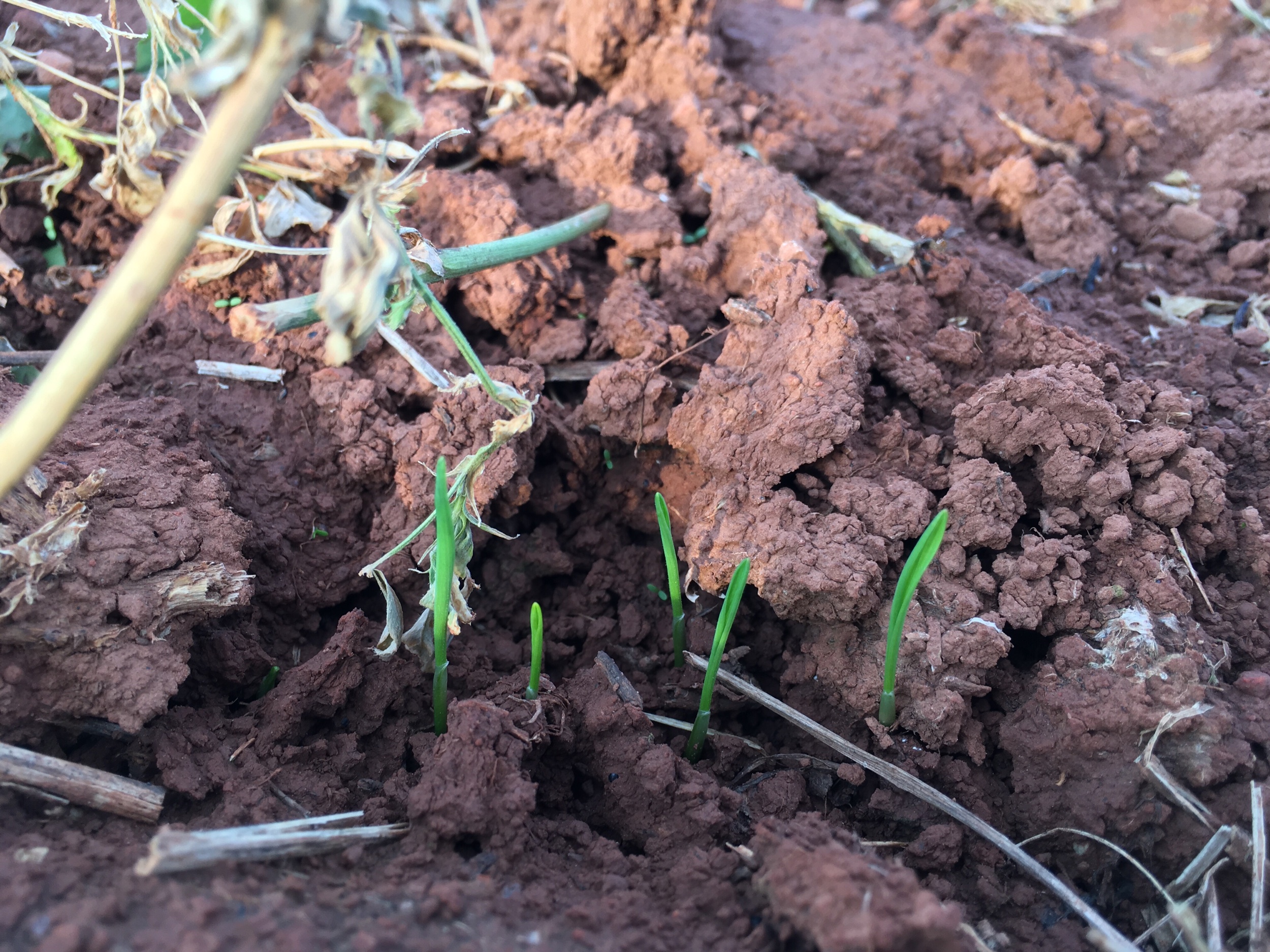 Winter wheat 3 days after planting.