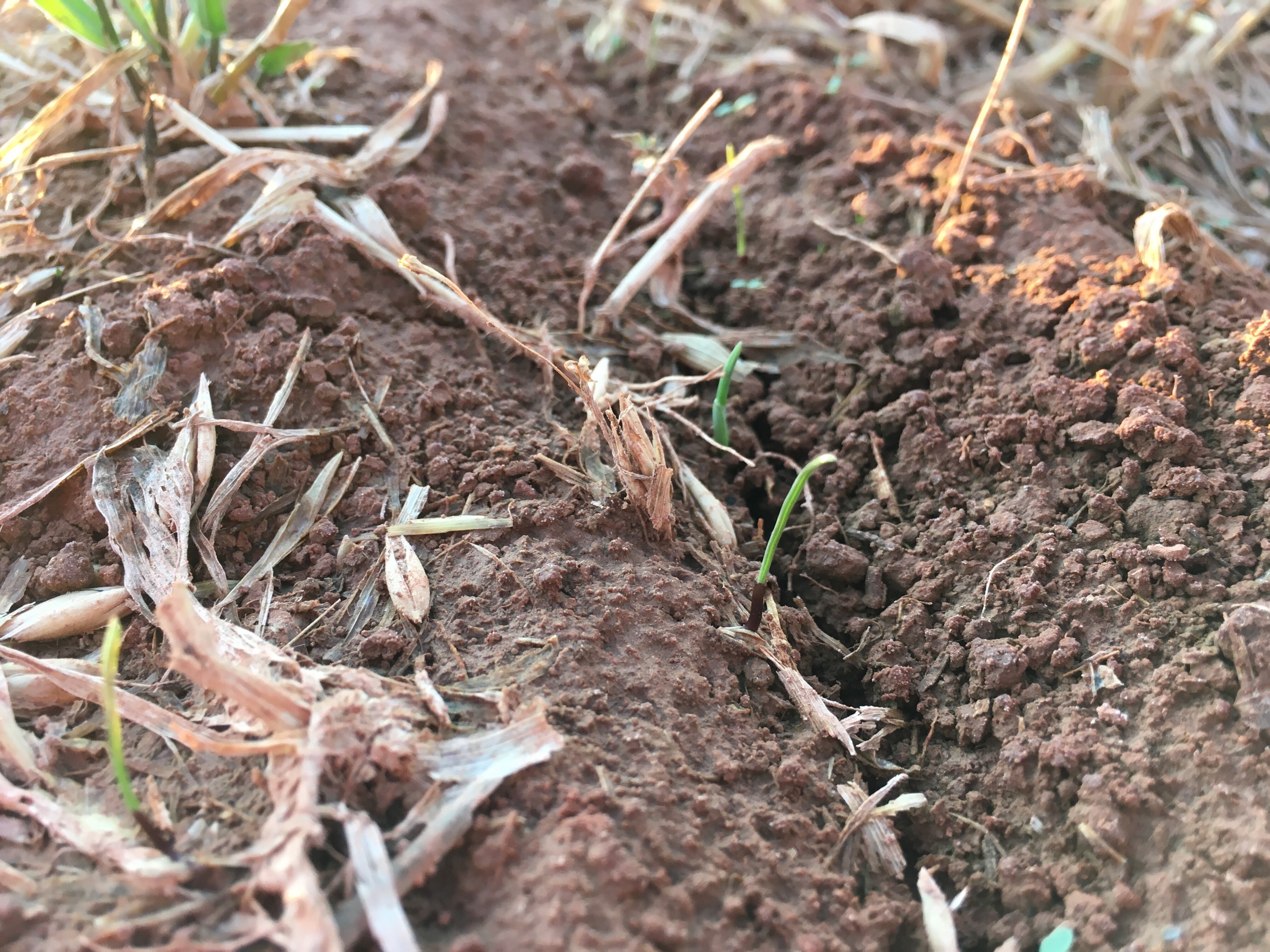 Ryegrass/oats starting to grow.